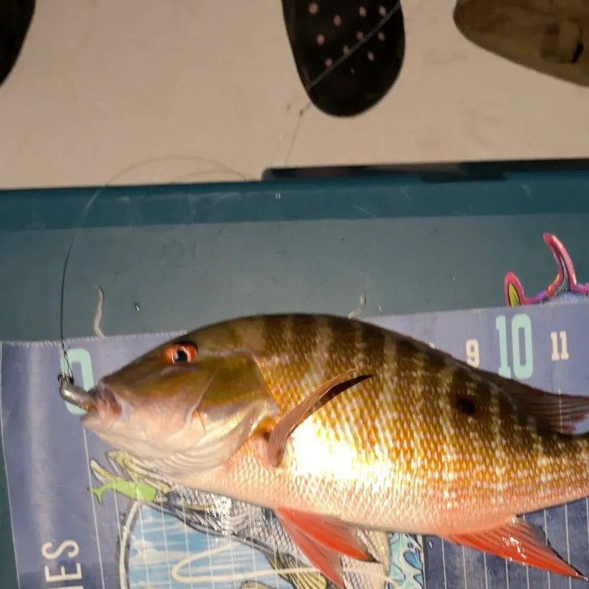 Mutton snapper caught on Fishbrain