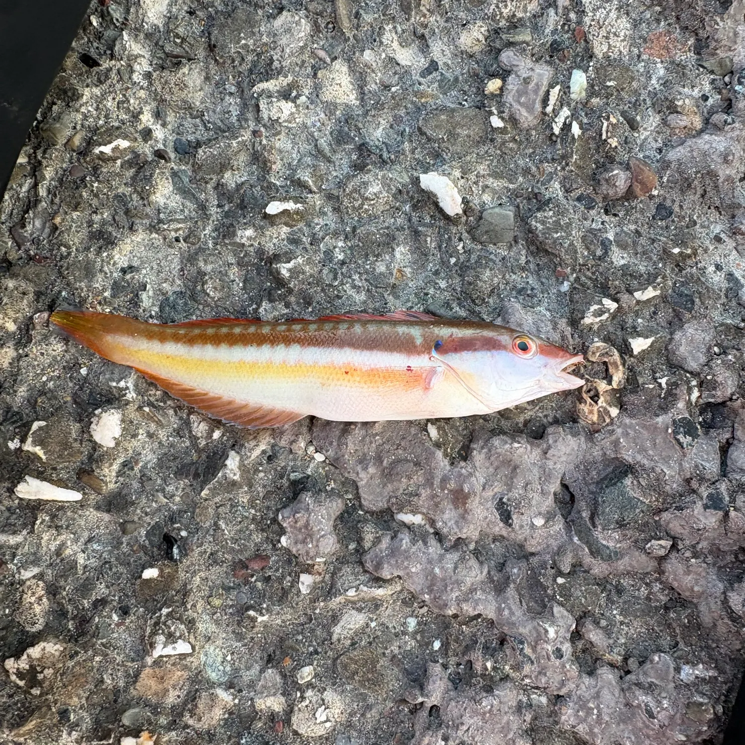 The most recent Ornate wrasse catches on Fishbrain