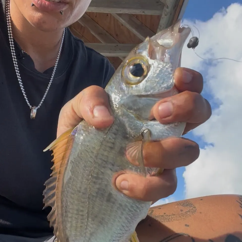 The most recent Pacific spotfin mojarra catches on Fishbrain