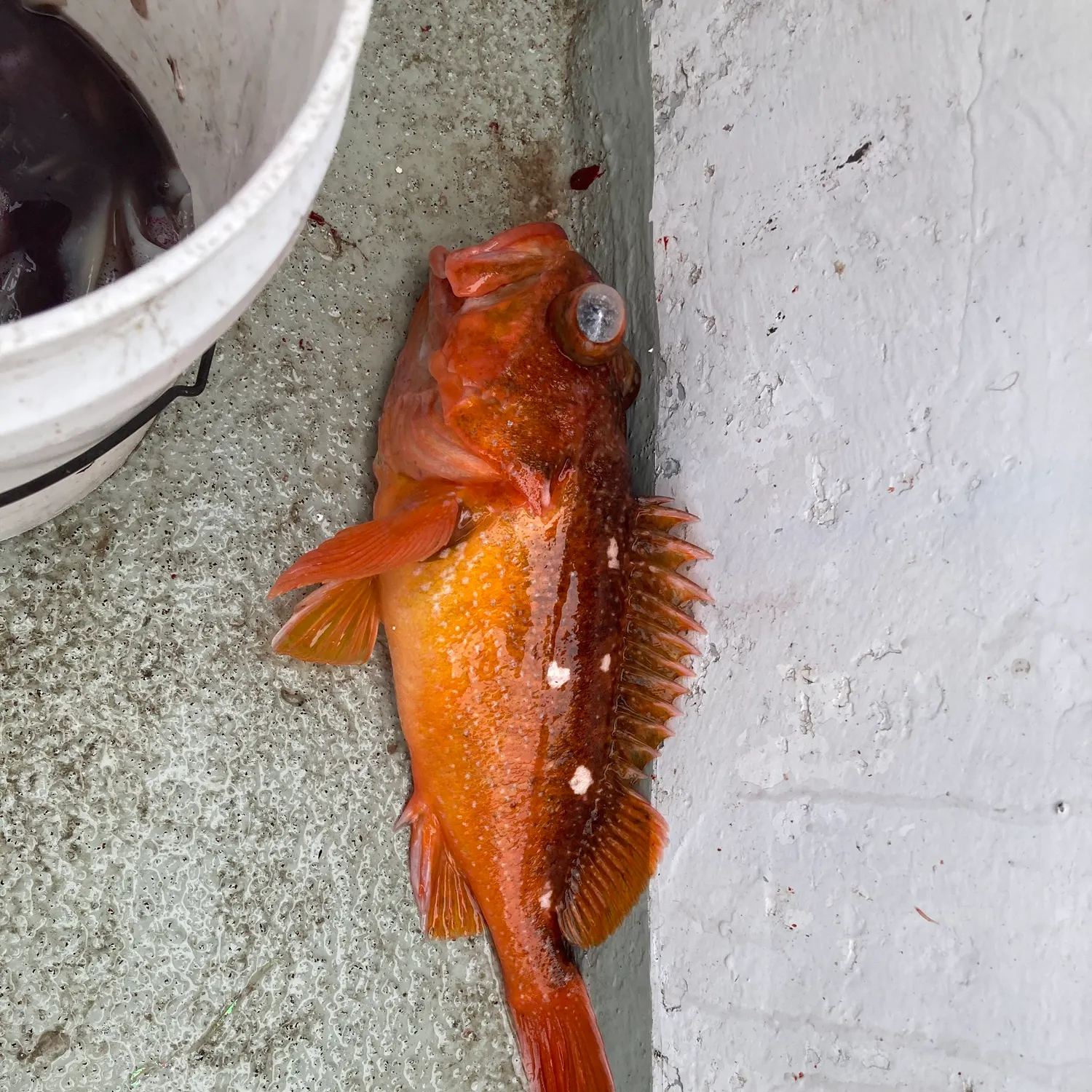 The most recent Starry rockfish catches on Fishbrain
