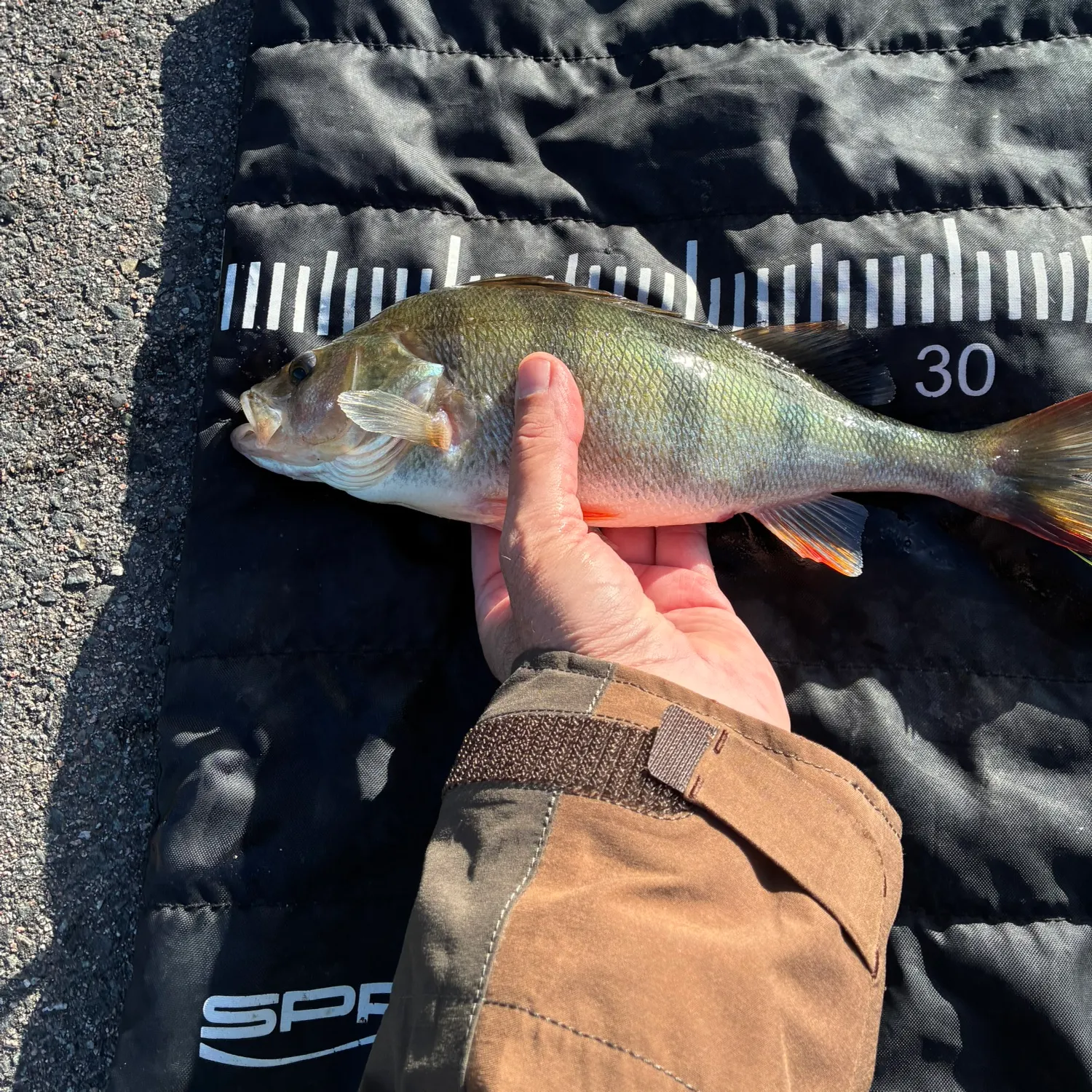 European perch caught on Fishbrain