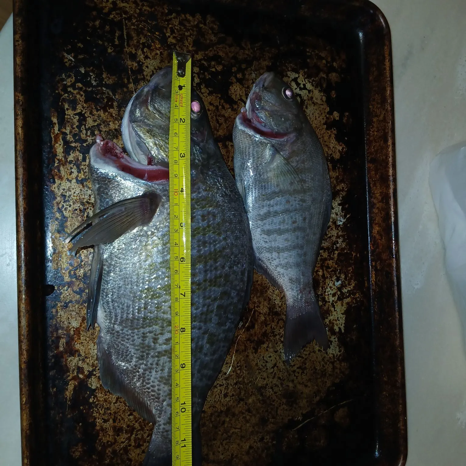 recently logged catches