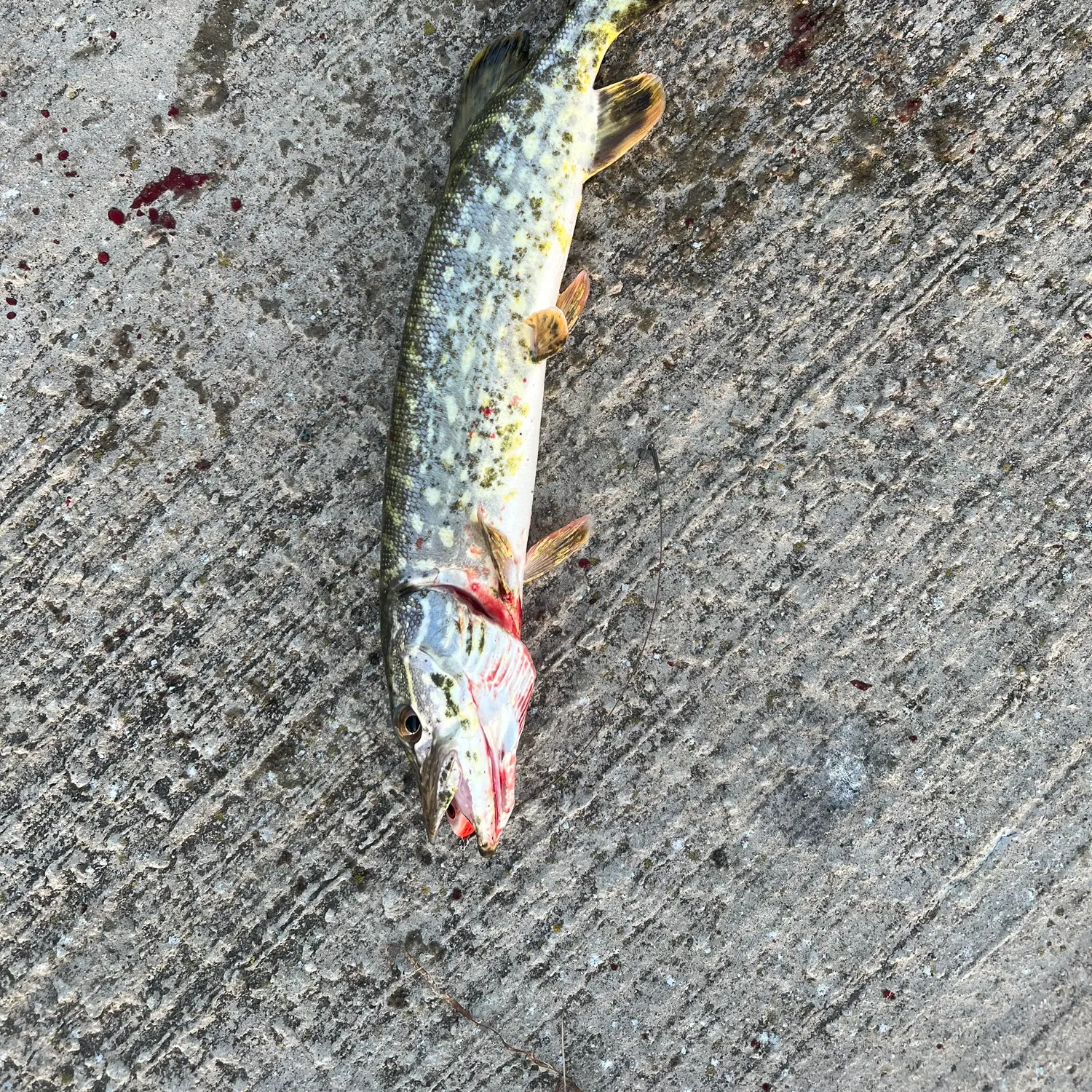 Northern pike caught on Fishbrain