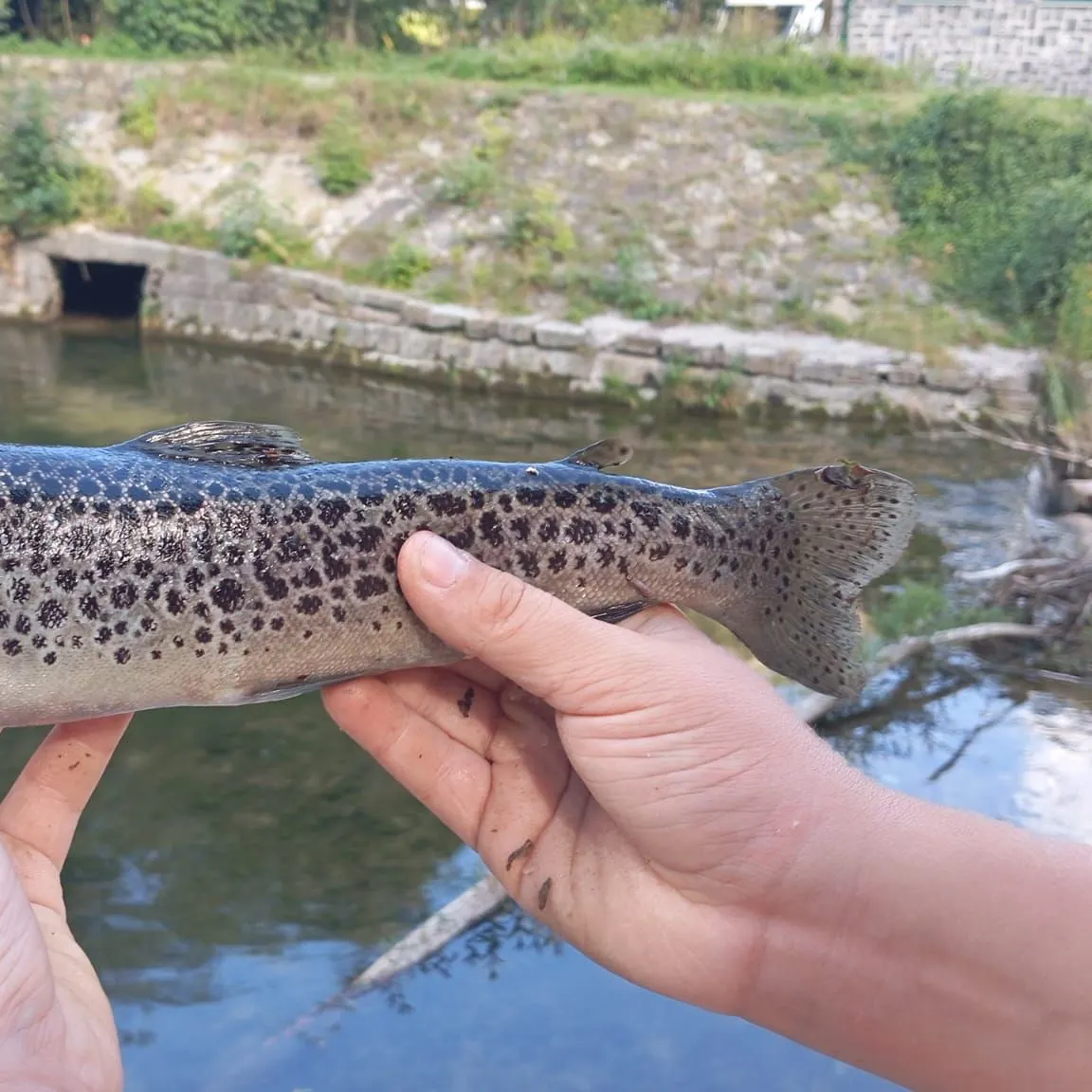 The most recent Lake trout catches on Fishbrain