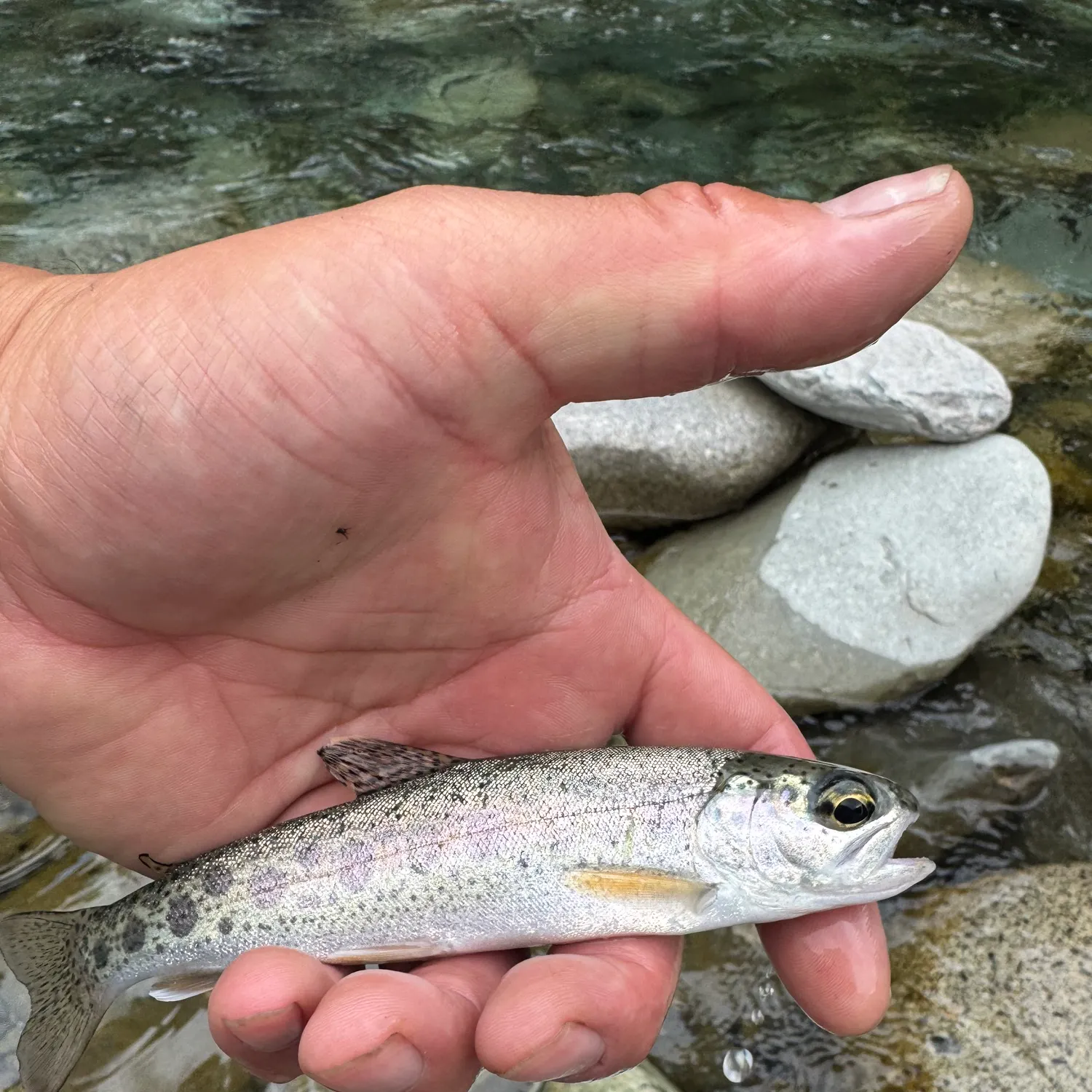 Rainbow trout caught on Fishbrain
