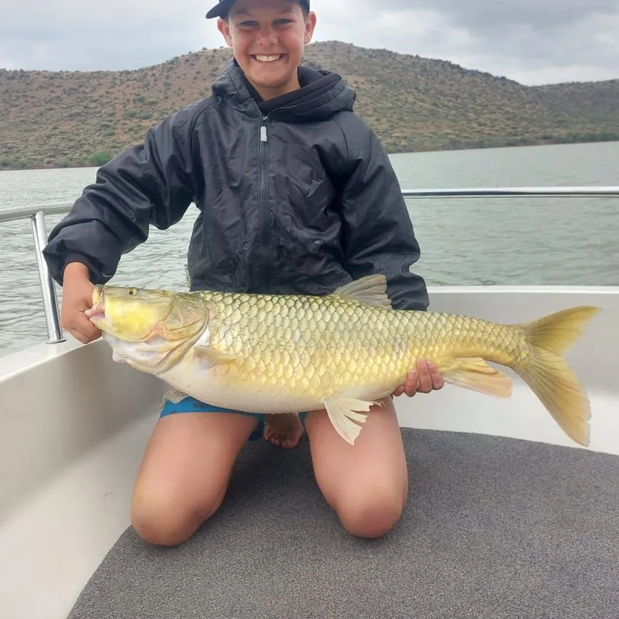 The most recent Largemouth yellowfish catches on Fishbrain