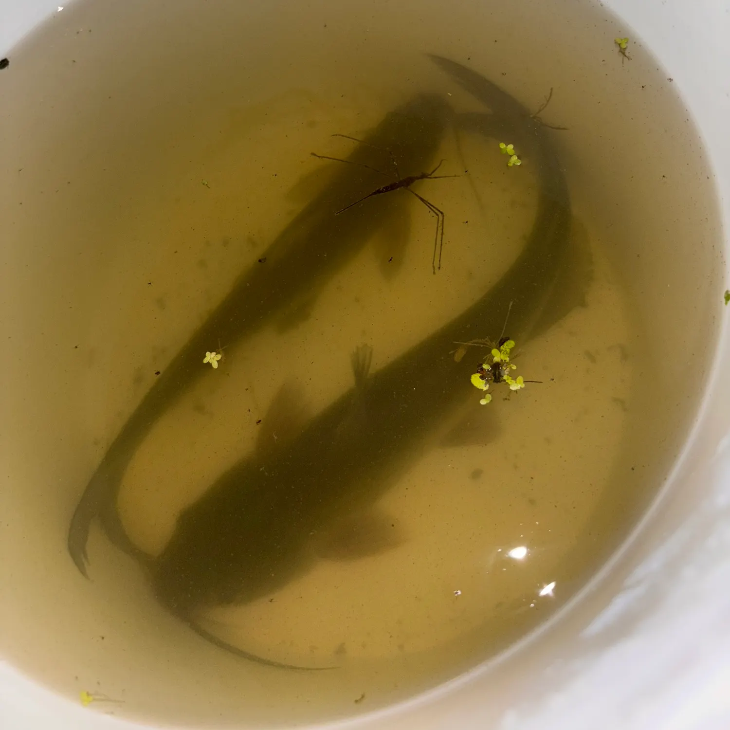 Channel catfish caught on Fishbrain