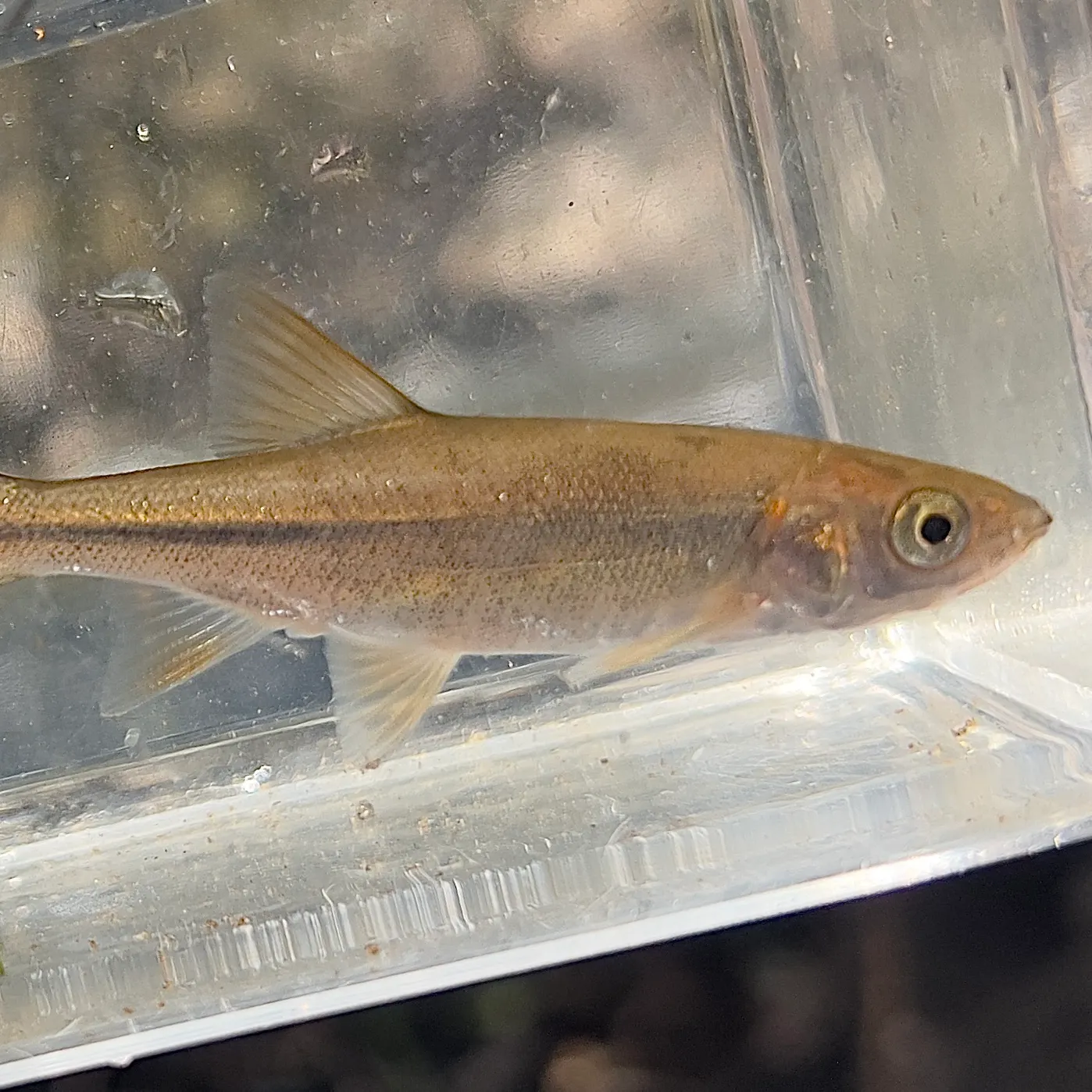 The most recent Hardhead minnow catches on Fishbrain