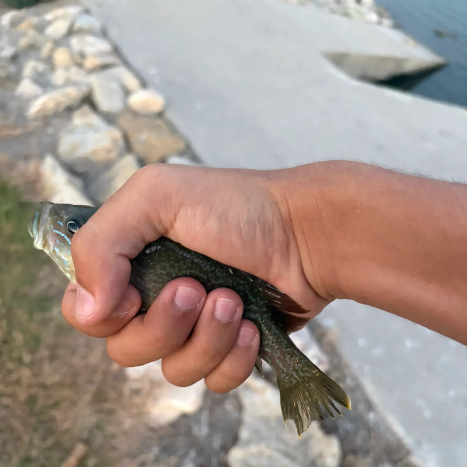 Green sunfish caught on Fishbrain