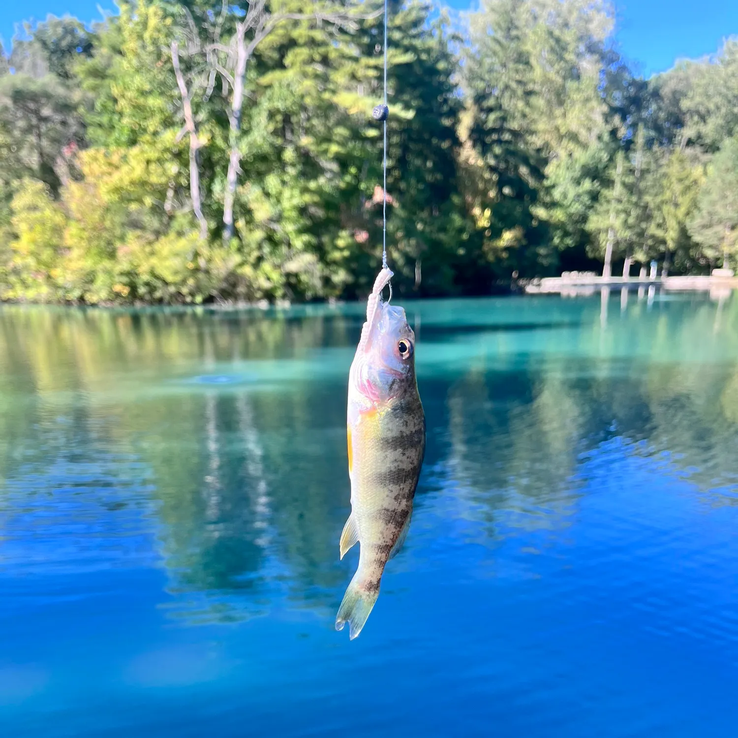 Yellow perch caught on Fishbrain
