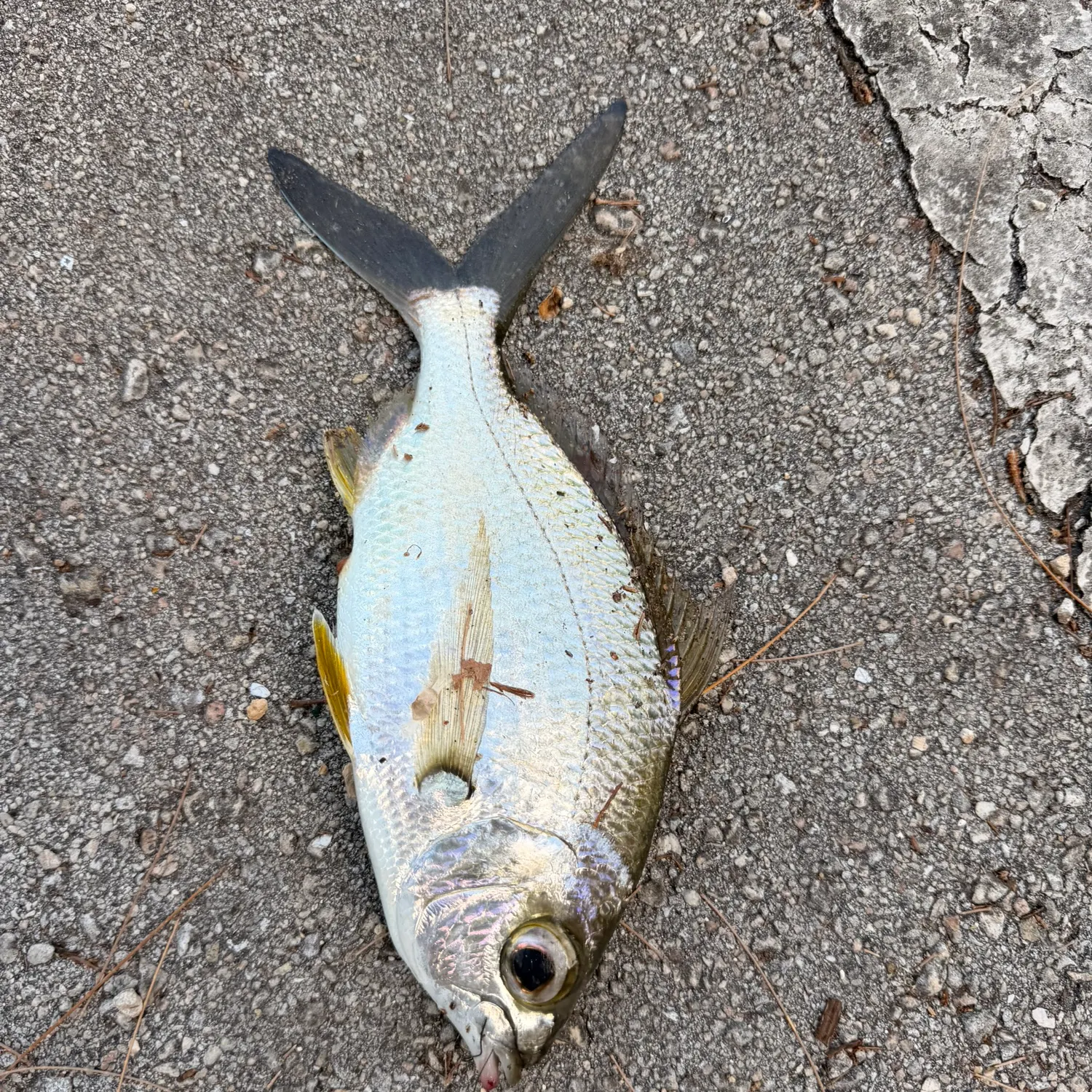The most recent Yellowfin mojarra catches on Fishbrain