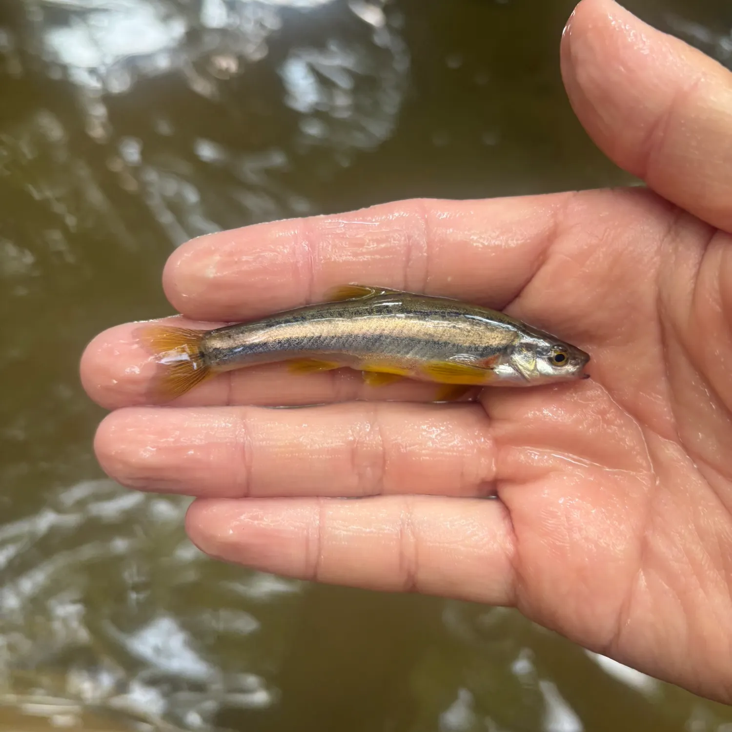 The most recent Southern redbelly dace catches on Fishbrain