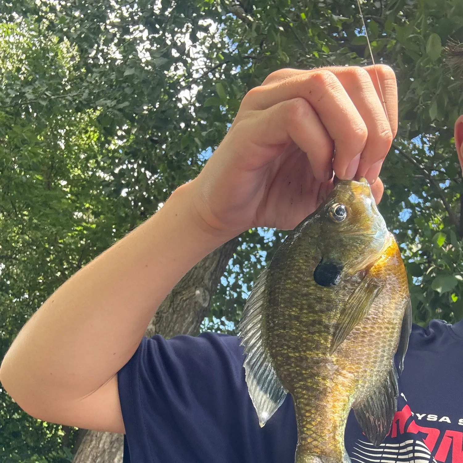 Bluegill caught on Fishbrain