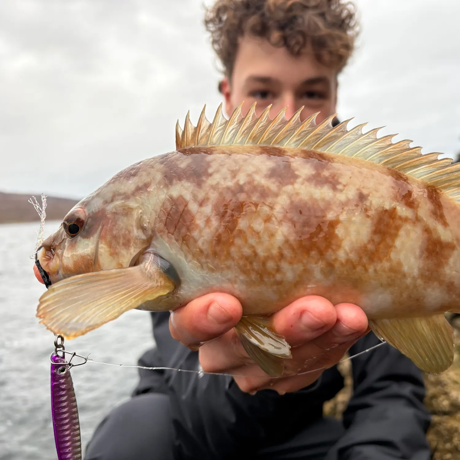 Ballan wrasse caught on Fishbrain