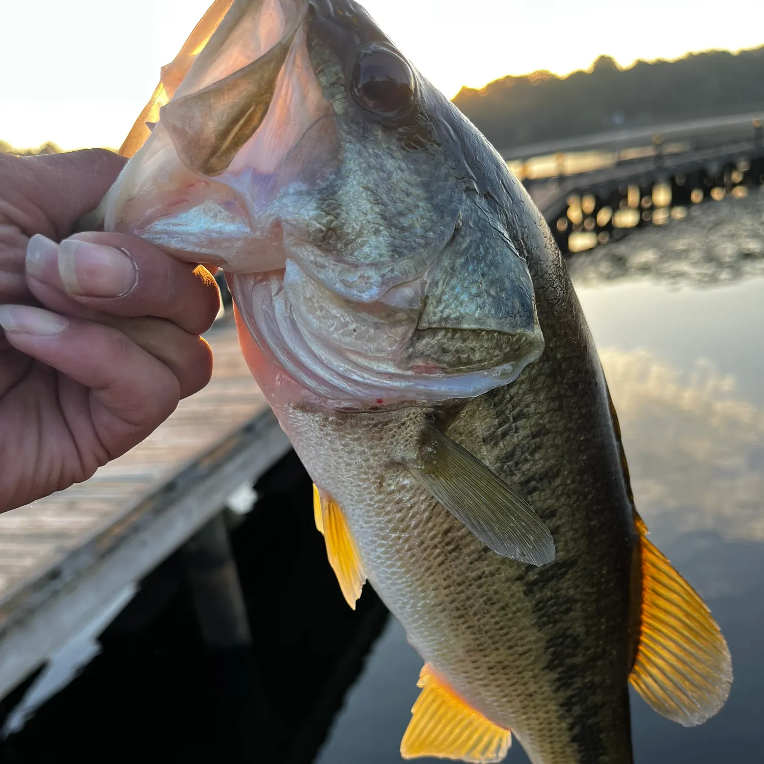 Largemouth bass caught on Fishbrain