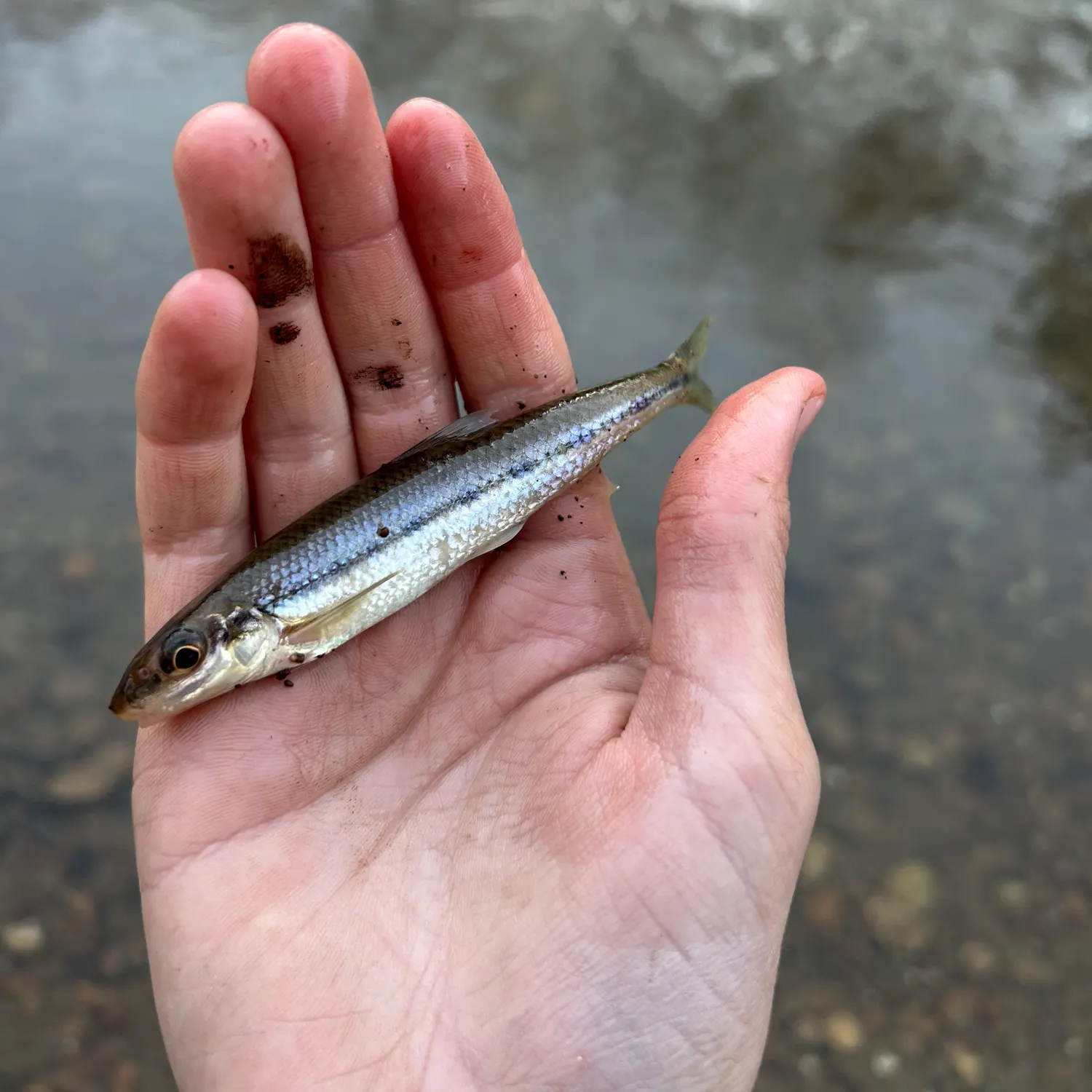 The most recent Suckermouth minnow catches on Fishbrain