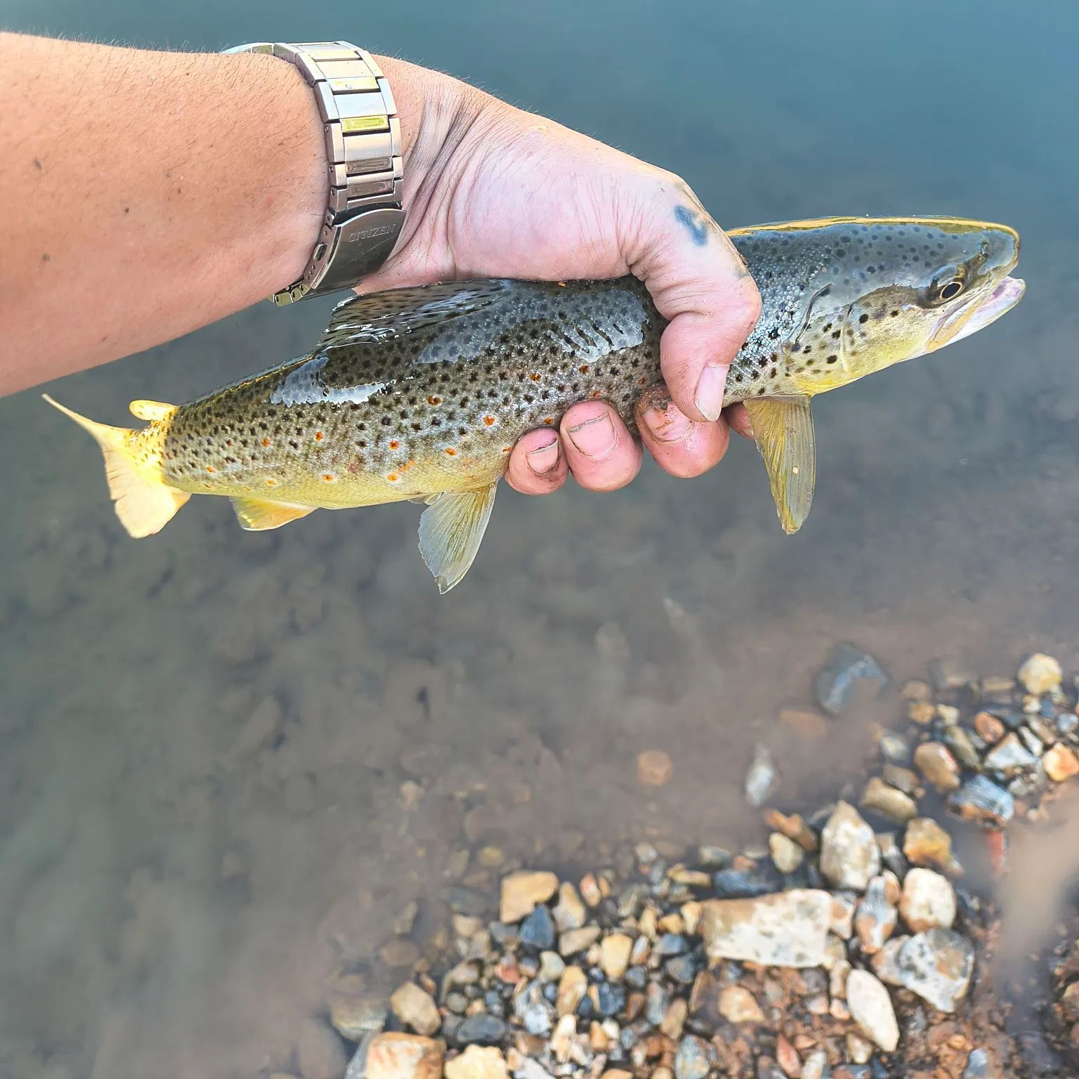 The most recent Brown trout catches on Fishbrain