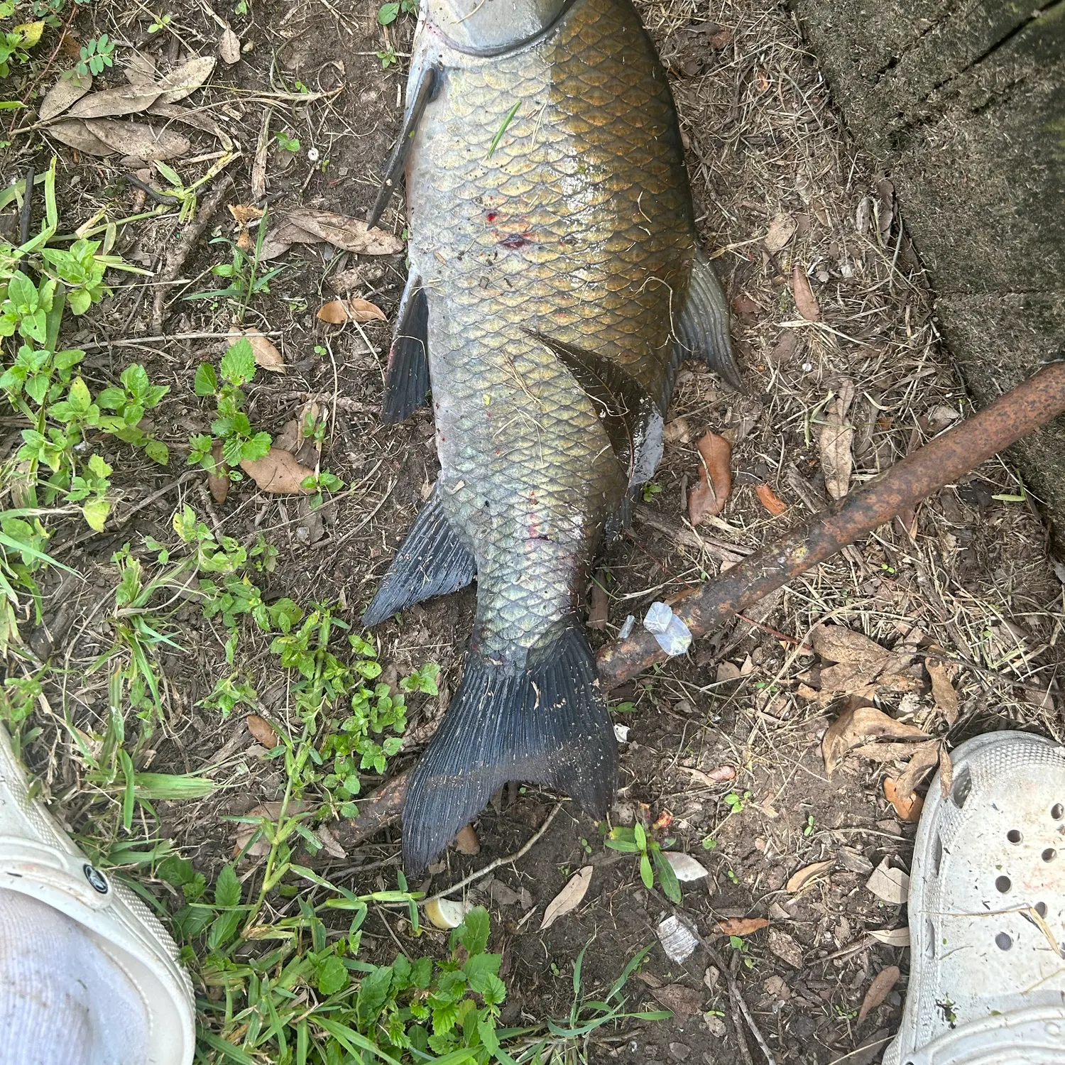 The most recent Black buffalo catches on Fishbrain