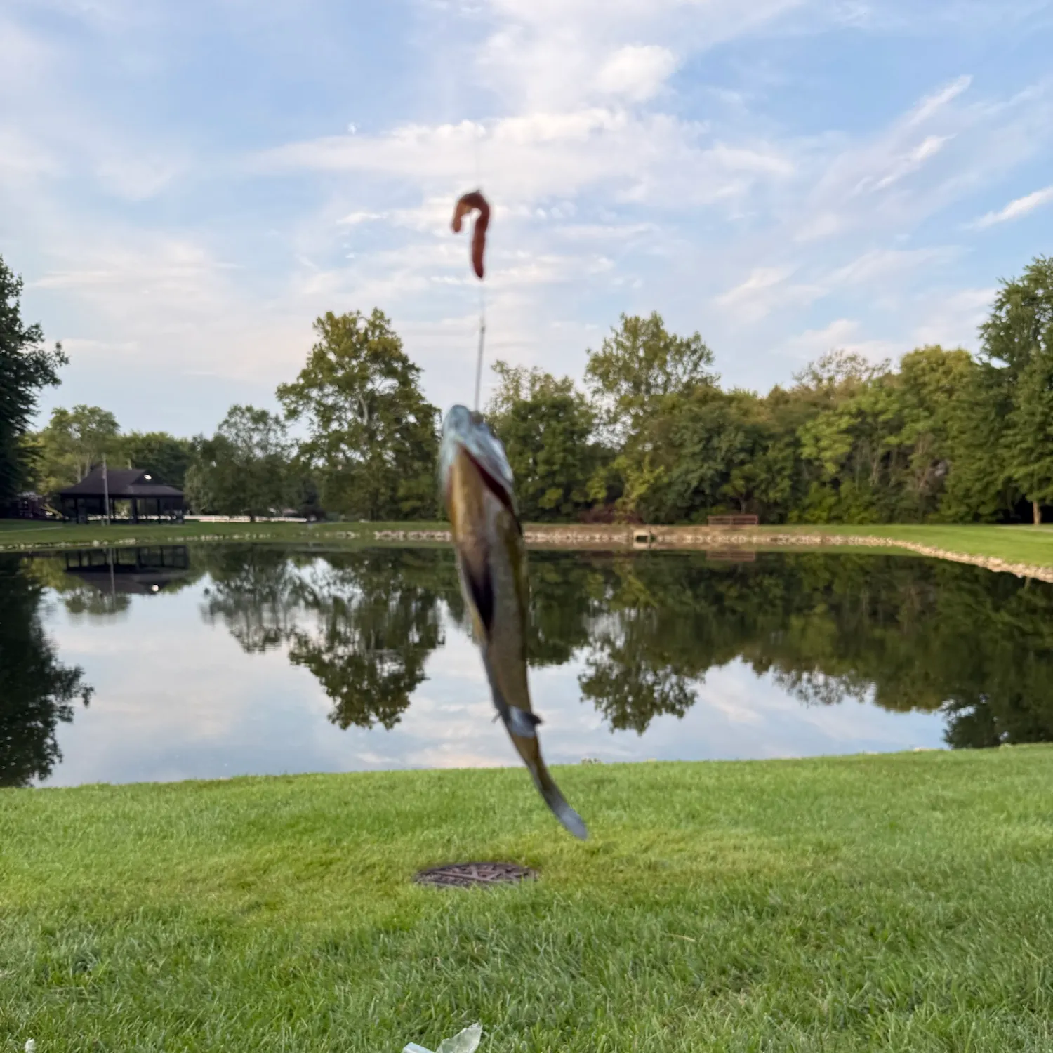 Fish caught on Fishbrain