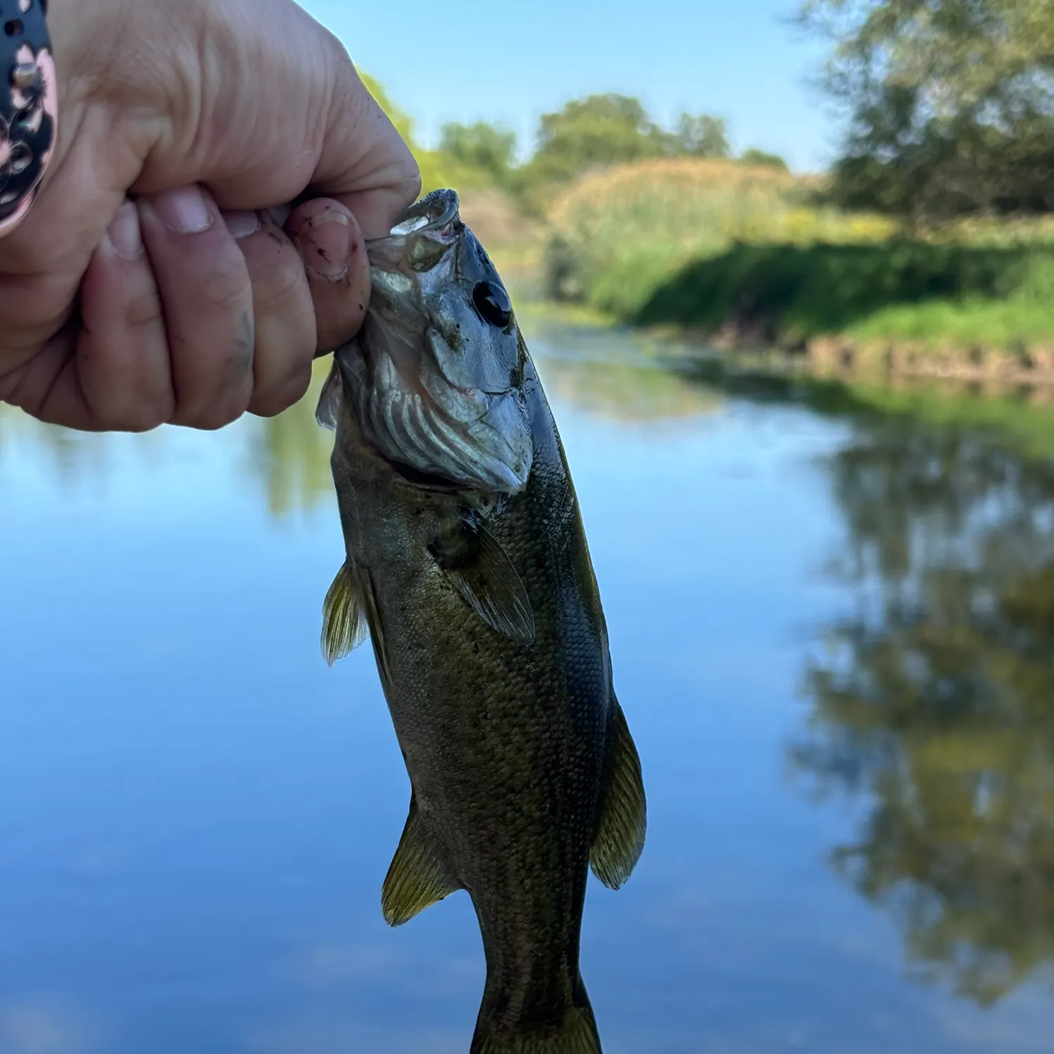 Smallmouth bass caught on Fishbrain