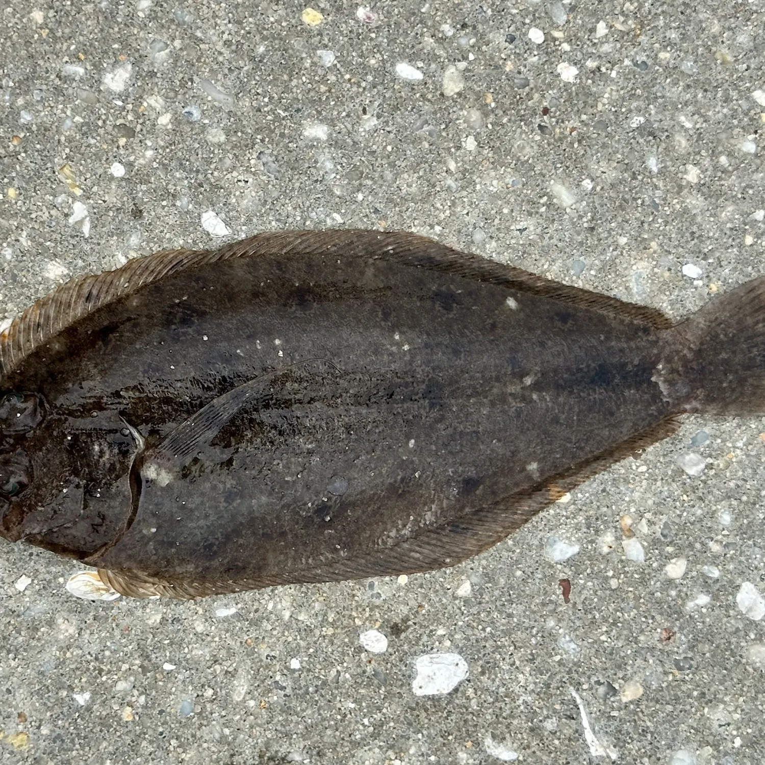 Summer flounder caught on Fishbrain