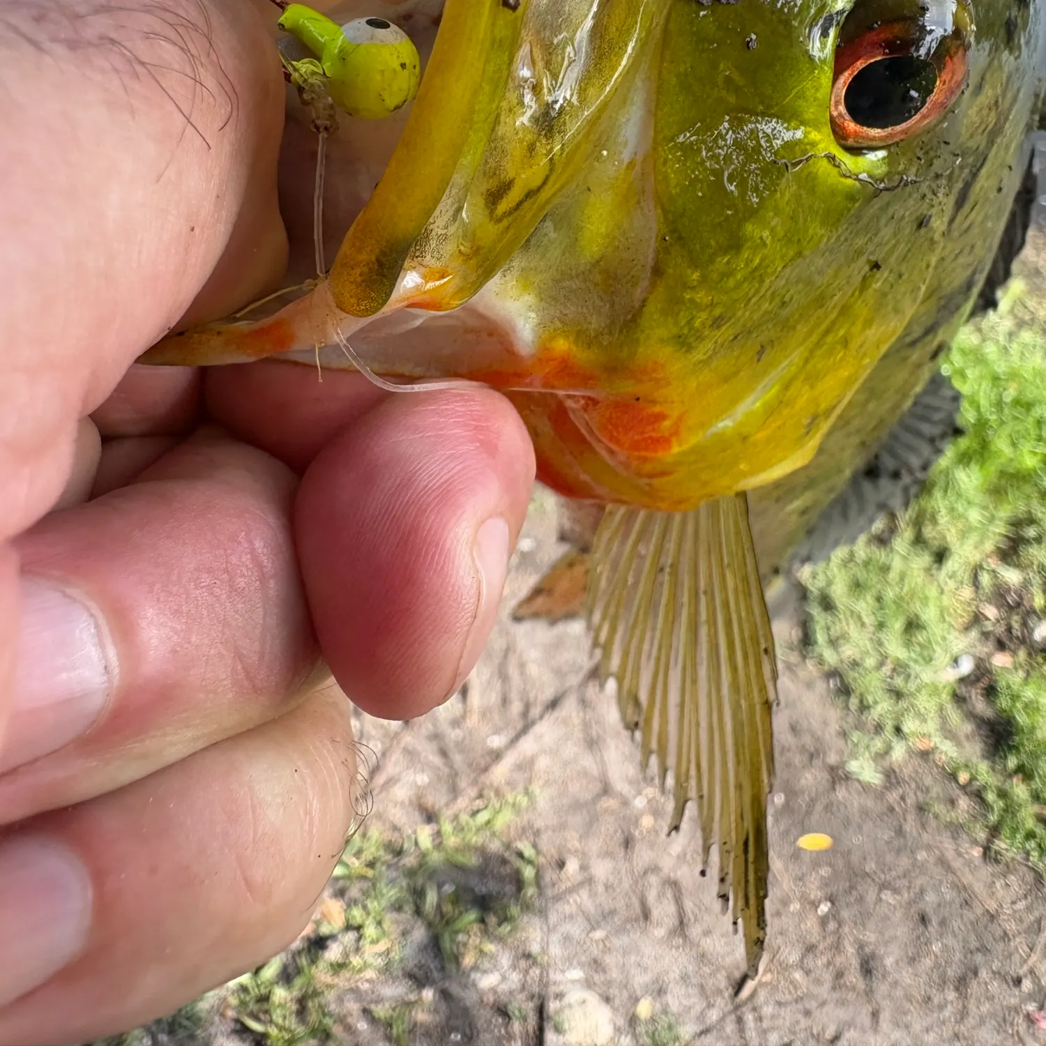 The most recent Butterfly peacock bass catches on Fishbrain