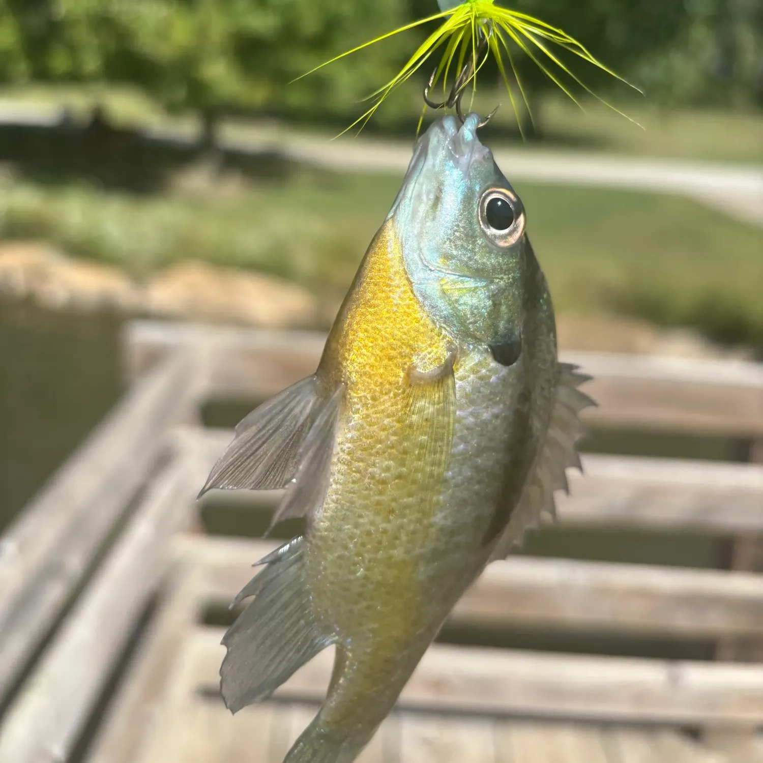 Bluegill caught on Fishbrain