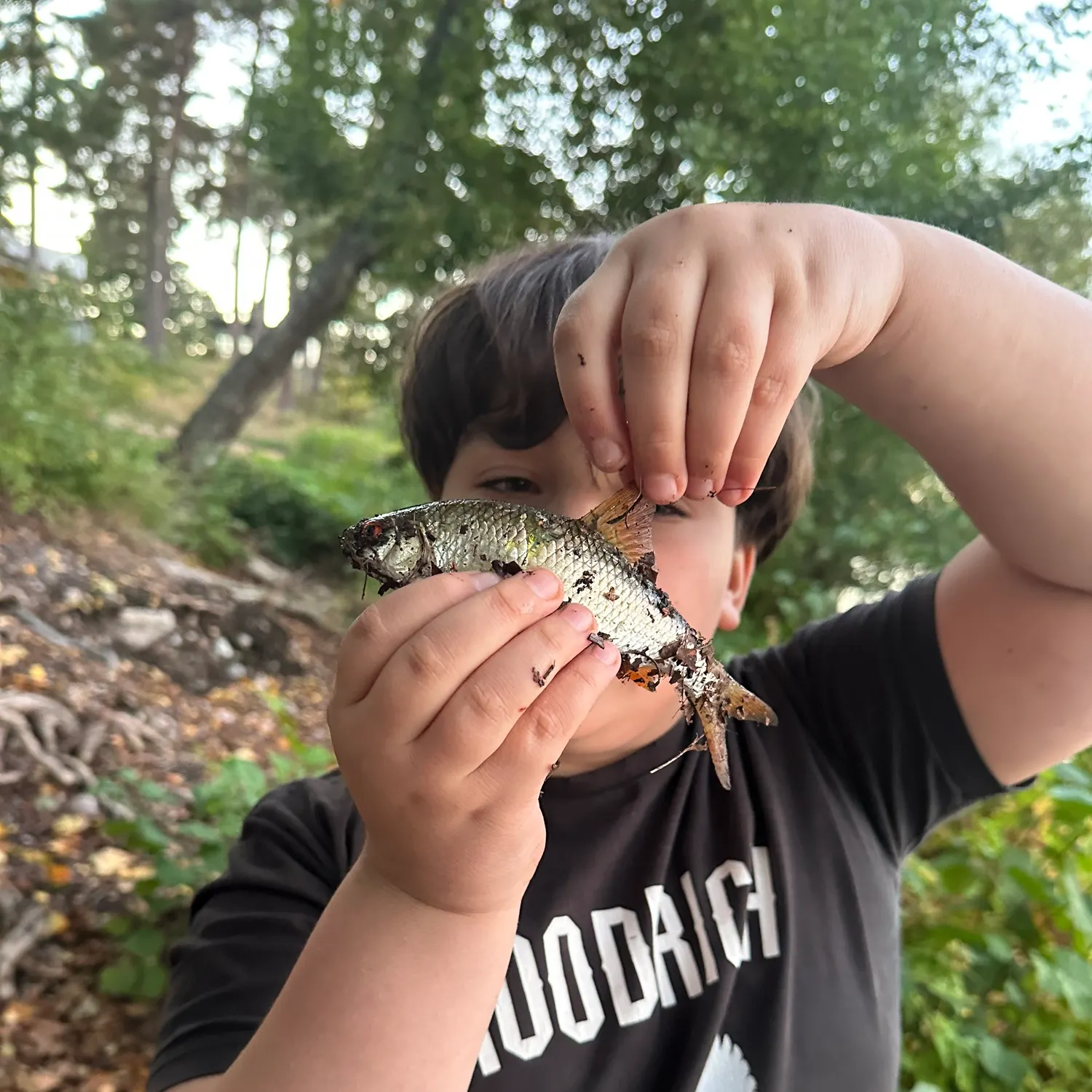 Common rudd caught on Fishbrain