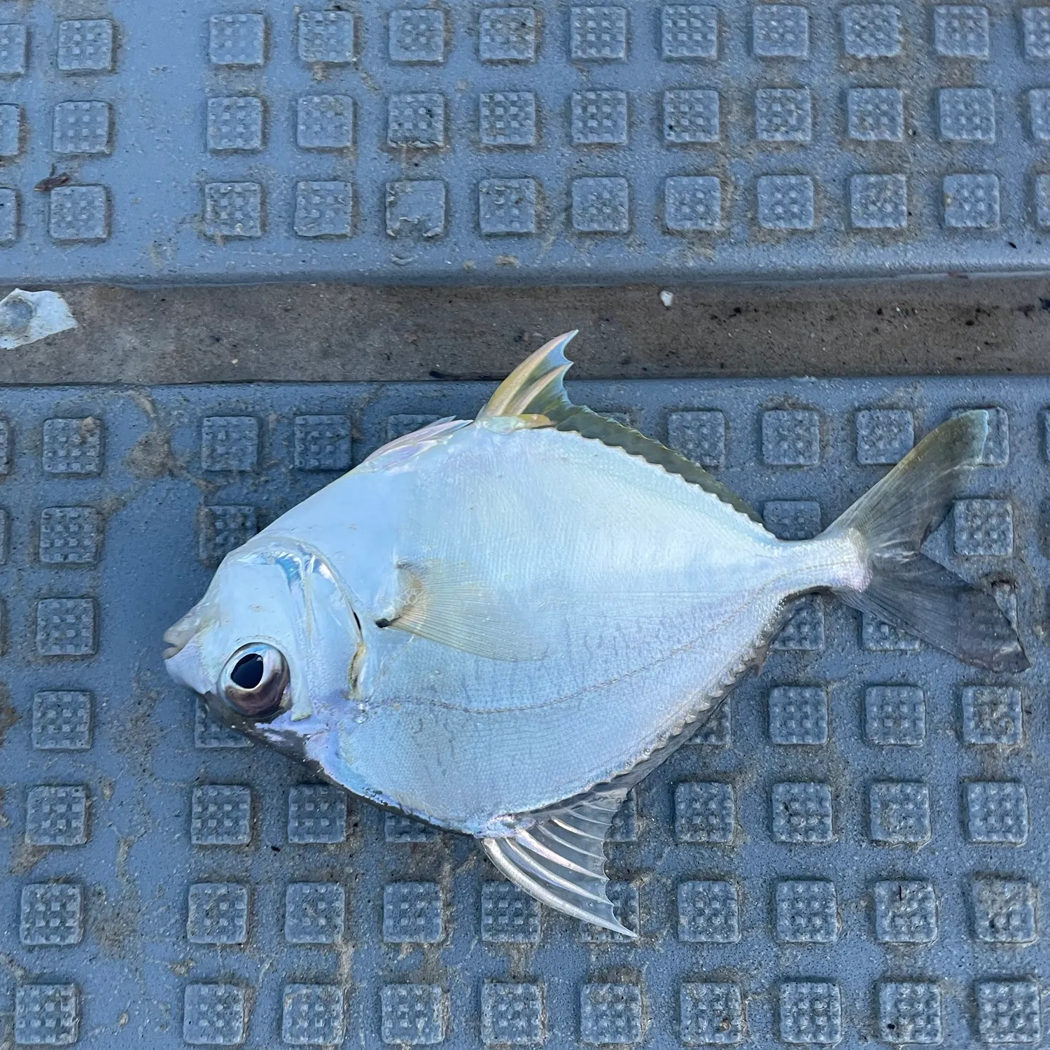 The most recent Striped ponyfish catches on Fishbrain
