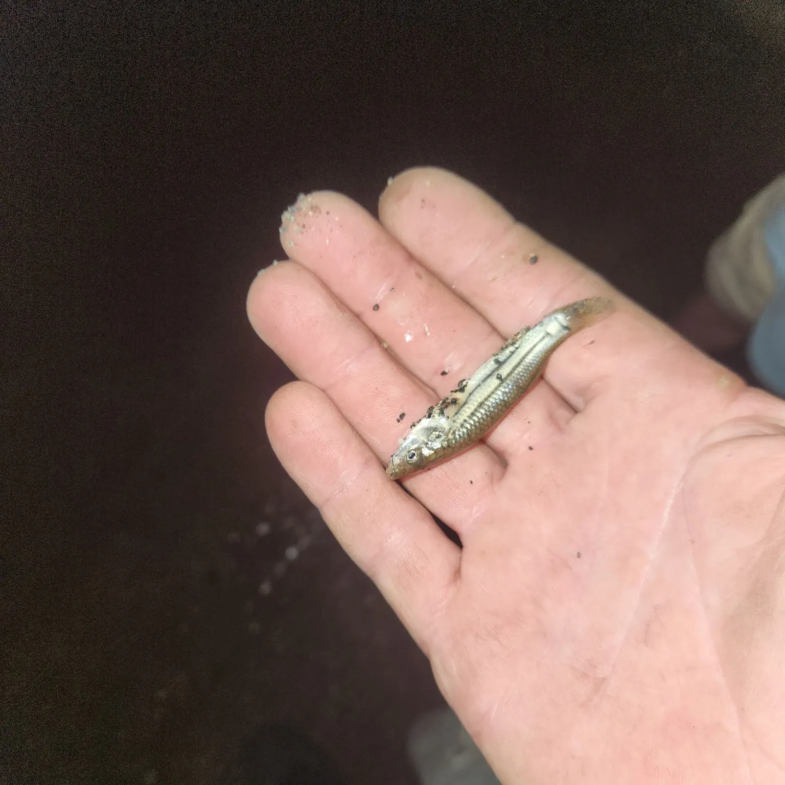 Striped killifish caught on Fishbrain