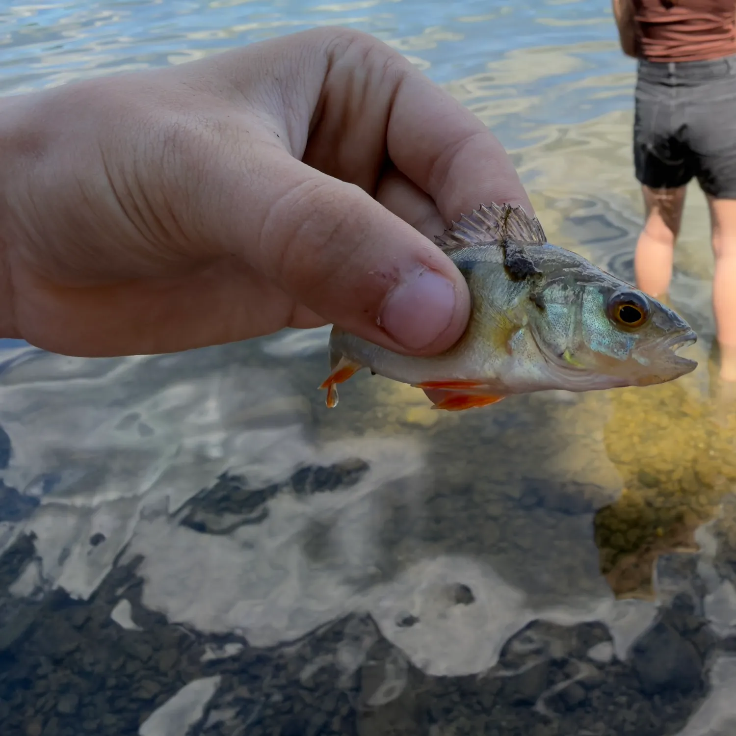 European perch caught on Fishbrain