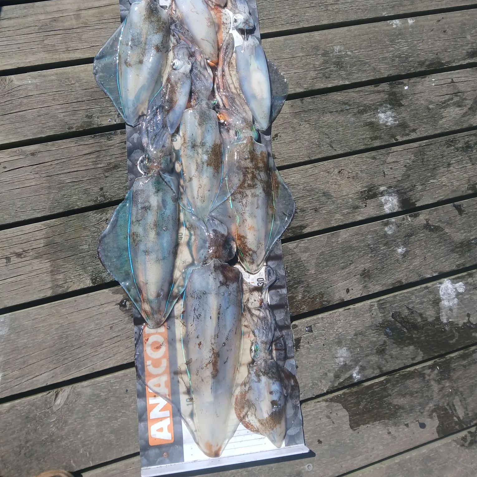 Southern calamari caught on Fishbrain