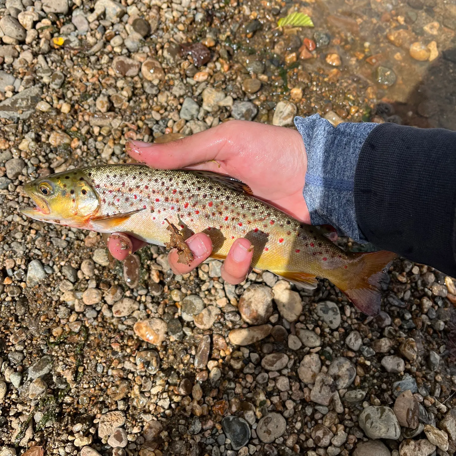 Brown trout caught on Fishbrain