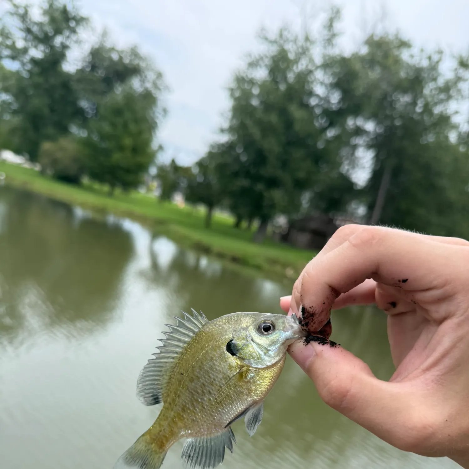Bluegill caught on Fishbrain