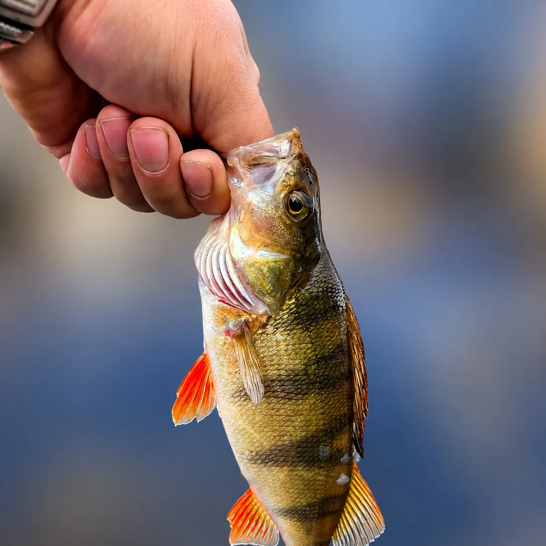 European perch caught on Fishbrain