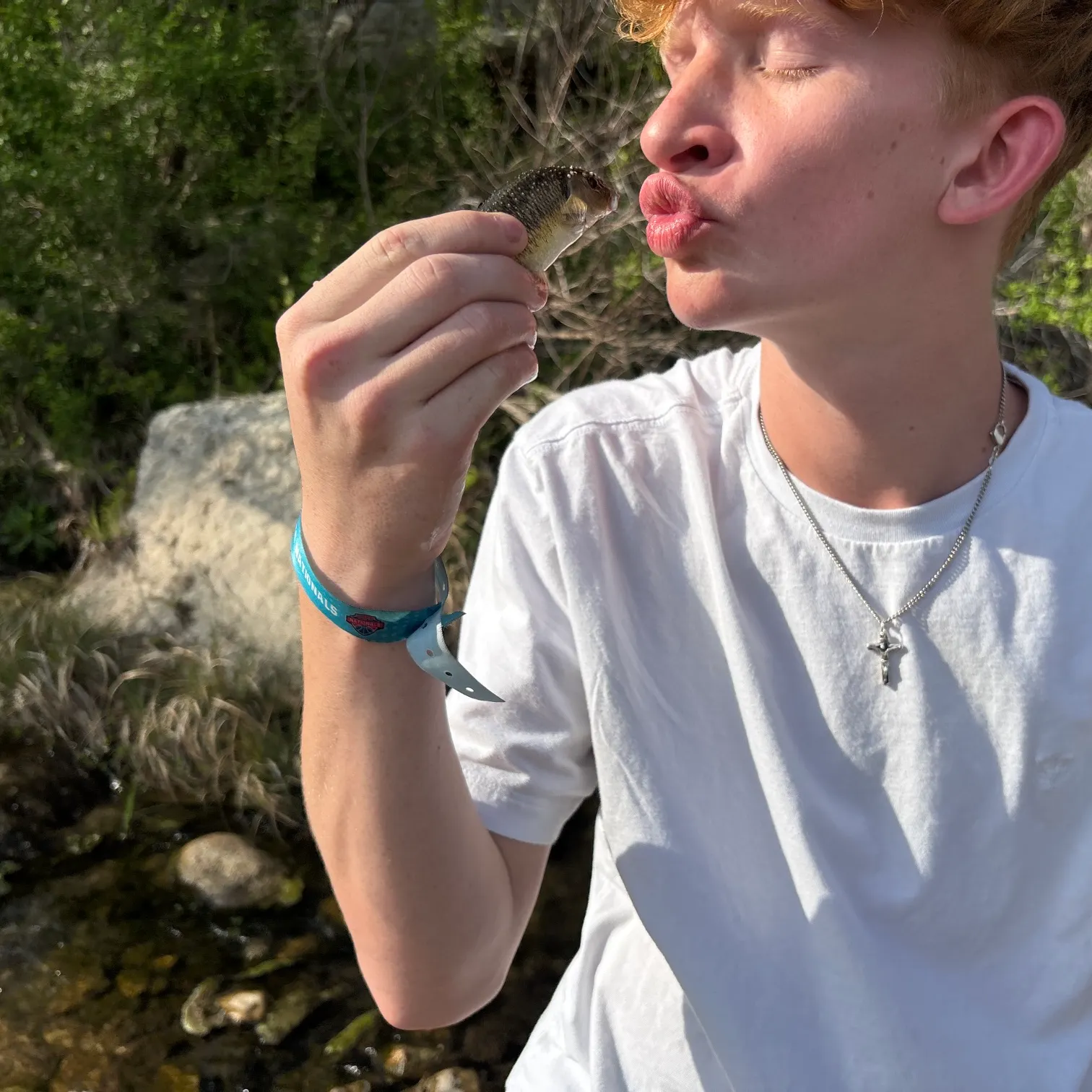 The most recent Central stoneroller catches on Fishbrain