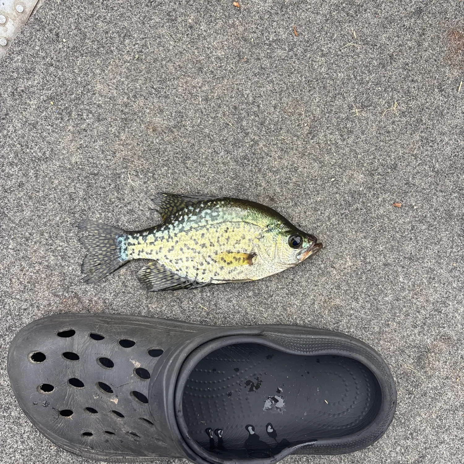 White crappie caught on Fishbrain