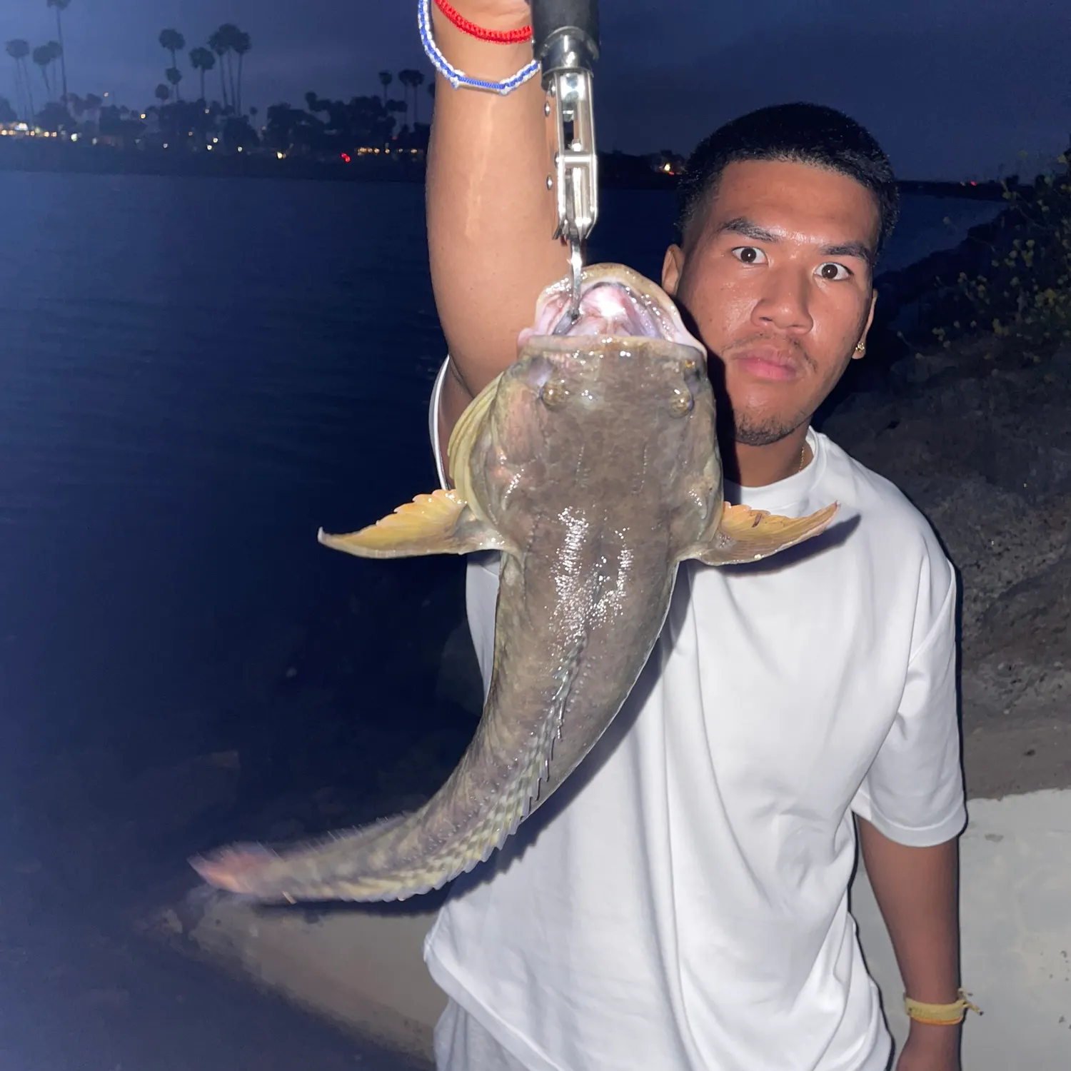 The most recent Plainfin midshipman catches on Fishbrain