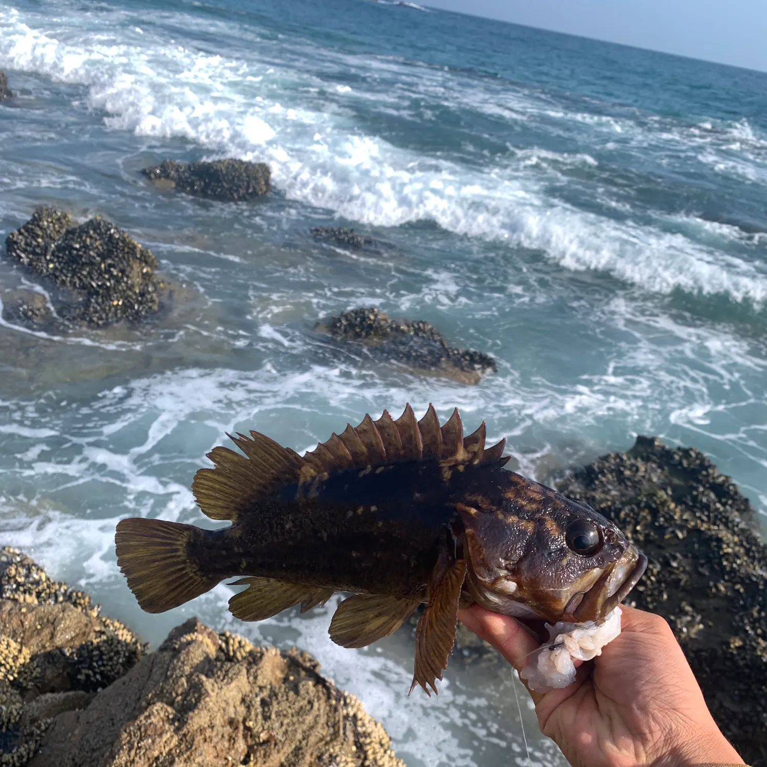 The most recent Grass rockfish catches on Fishbrain