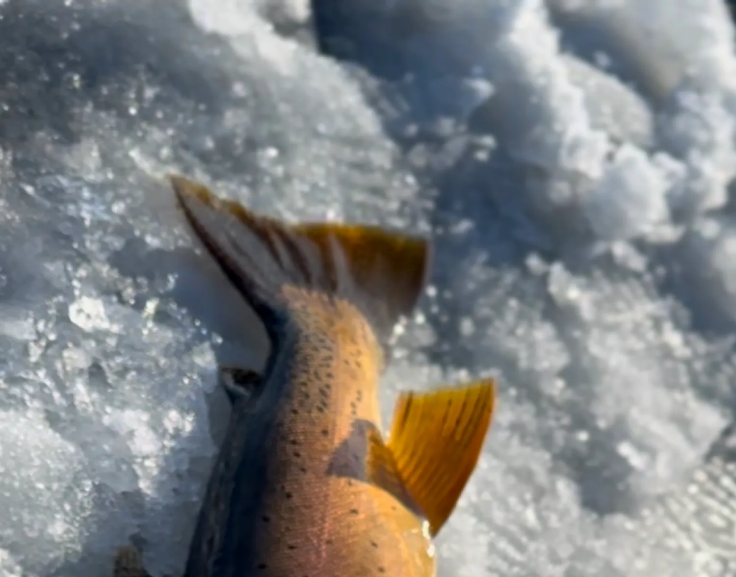 Yellowstone cutthroat trout