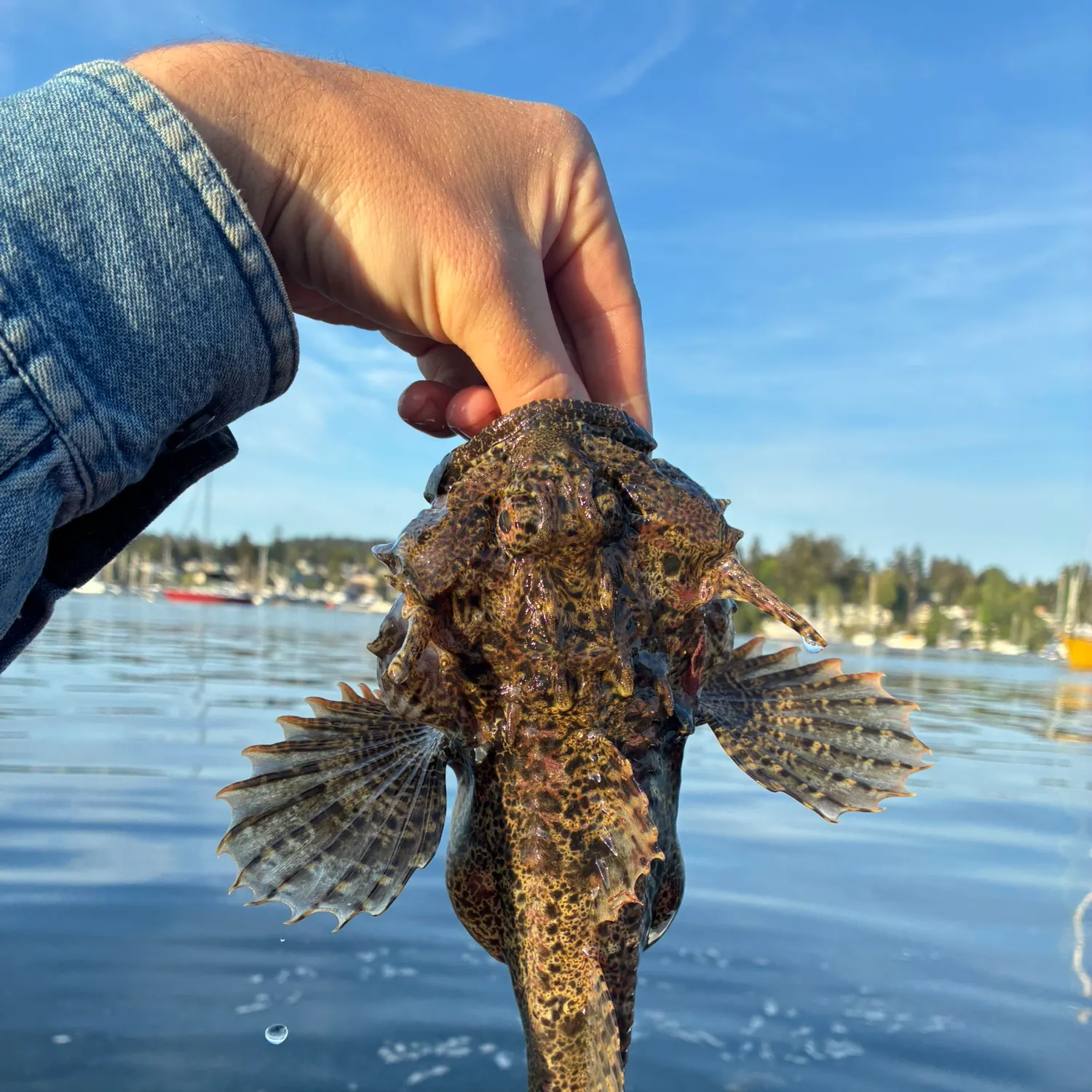 The most recent Buffalo sculpin catches on Fishbrain