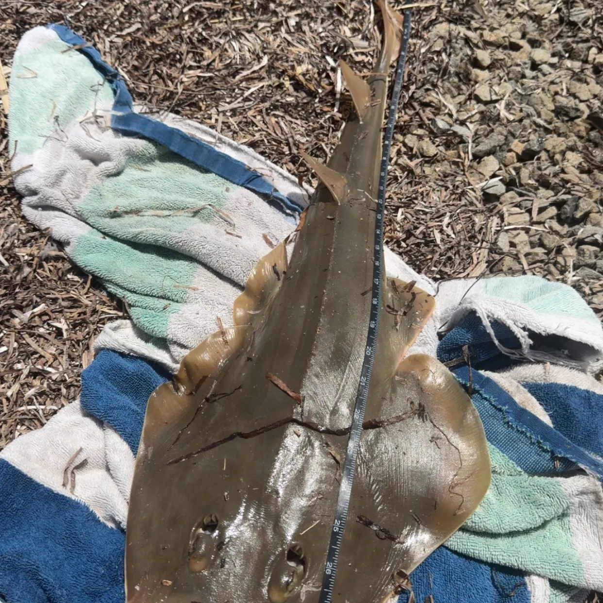 The most recent Pacific shovelnose guitarfish catches on Fishbrain