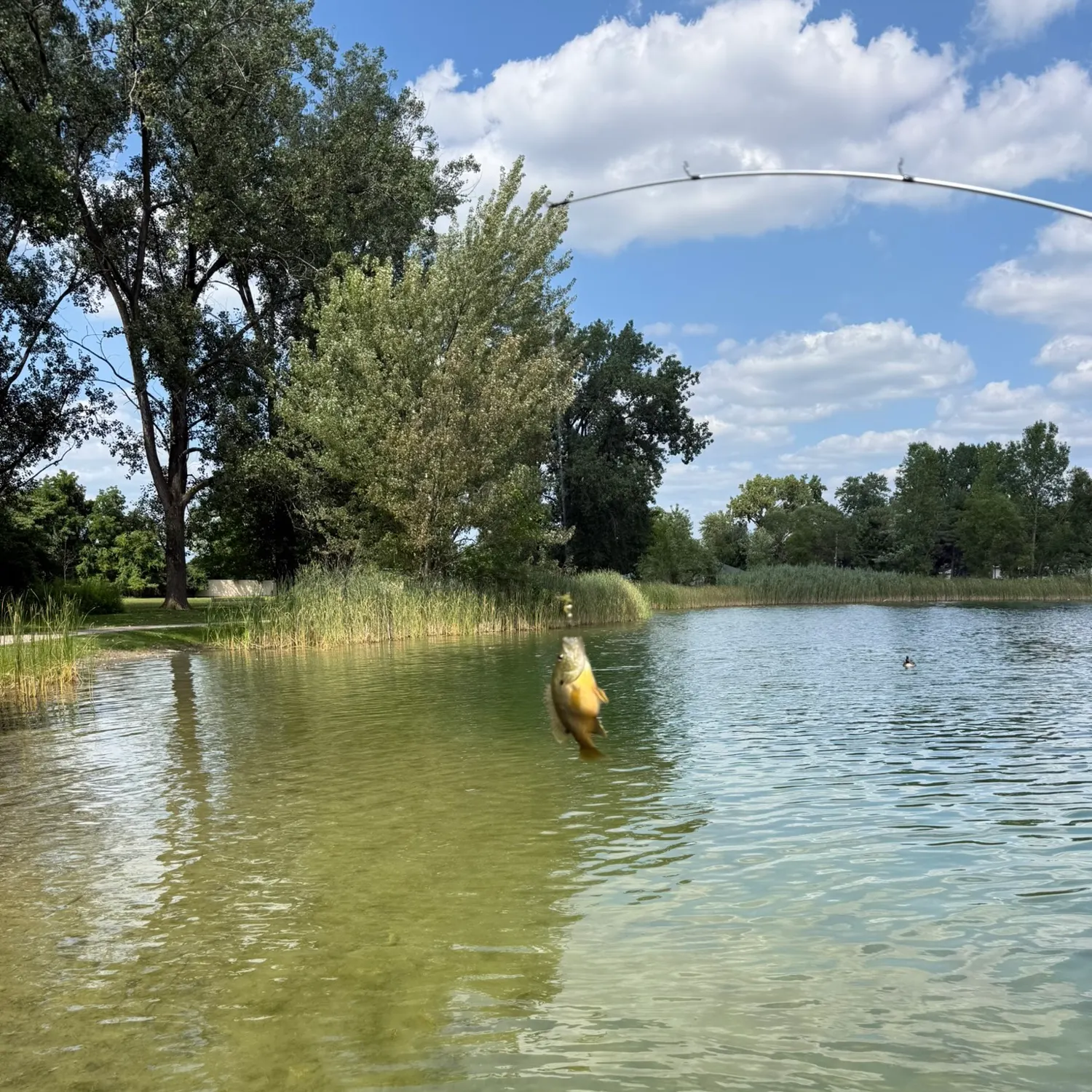 Bluegill caught on Fishbrain