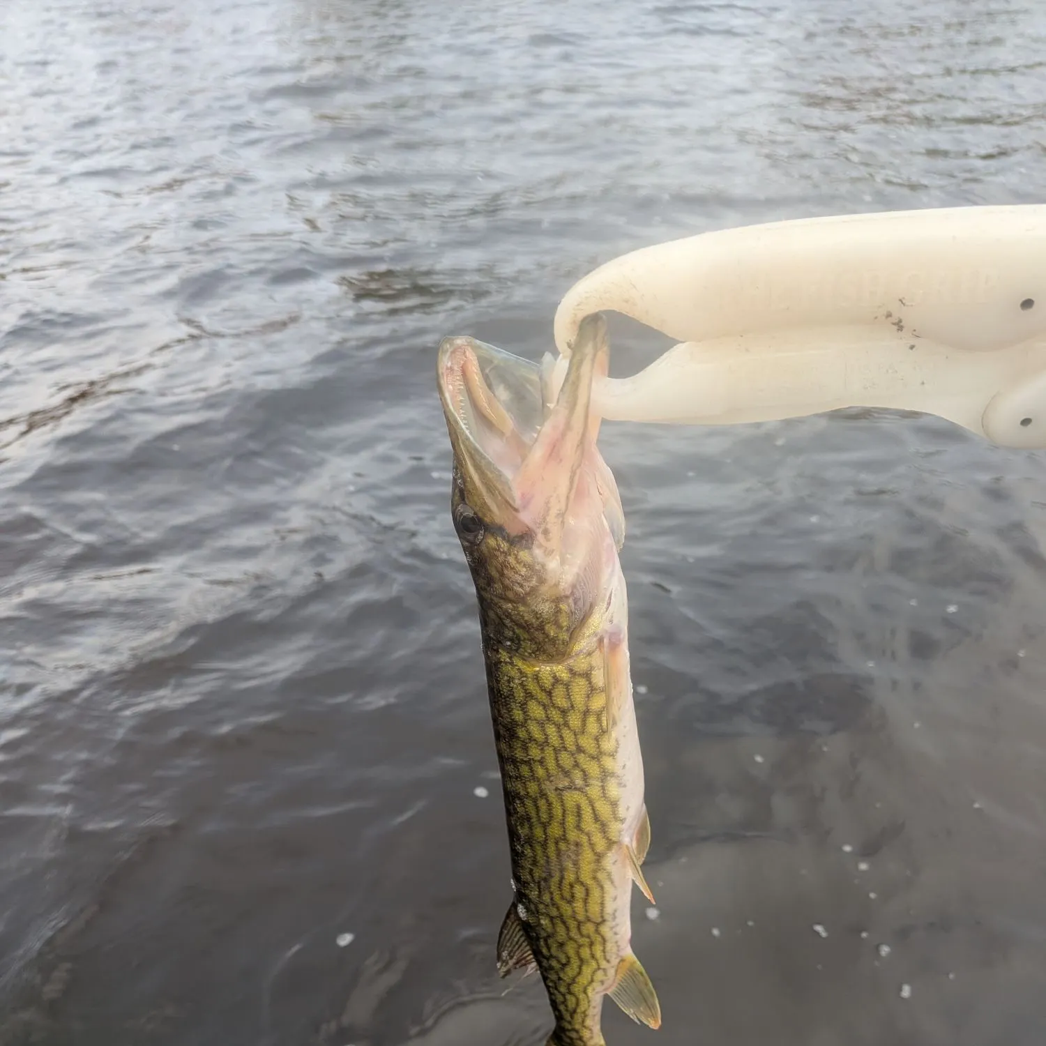 Chain pickerel caught on Fishbrain