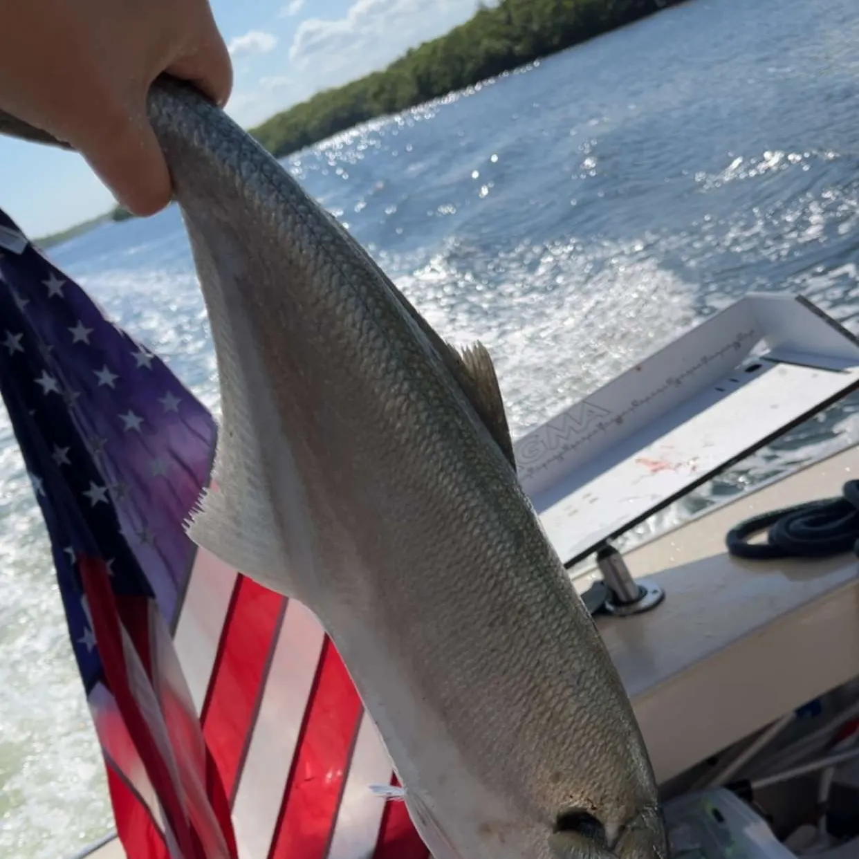 The most recent Bluefish catches on Fishbrain