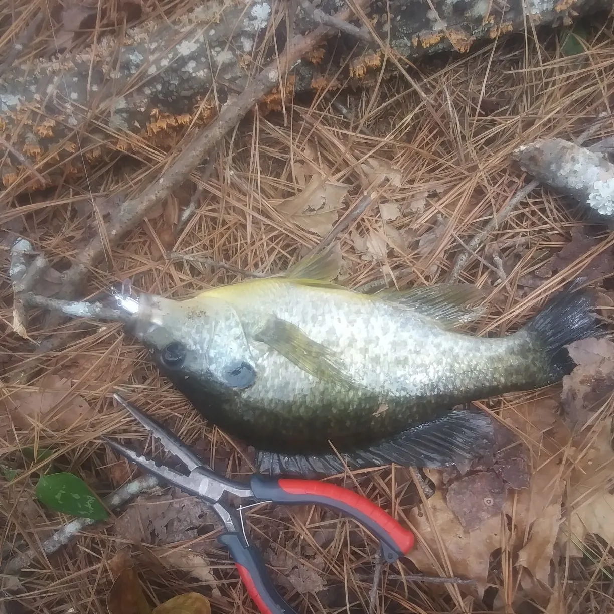 The most recent Redear sunfish catches on Fishbrain
