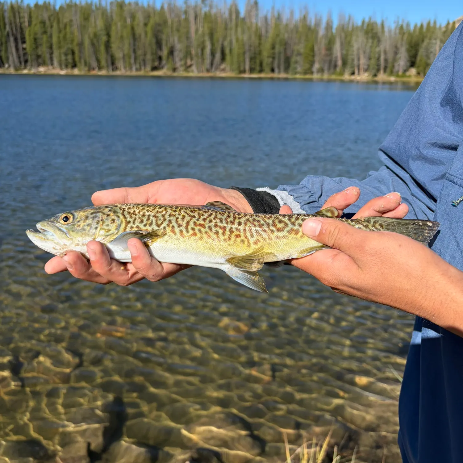 Tiger trout caught on Fishbrain