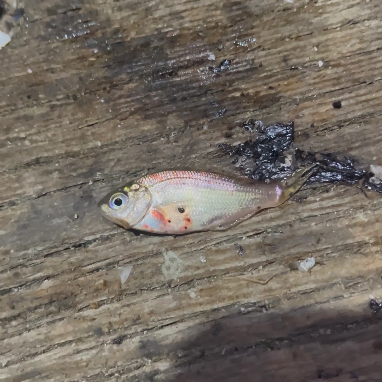 The most recent Shiner perch catches on Fishbrain