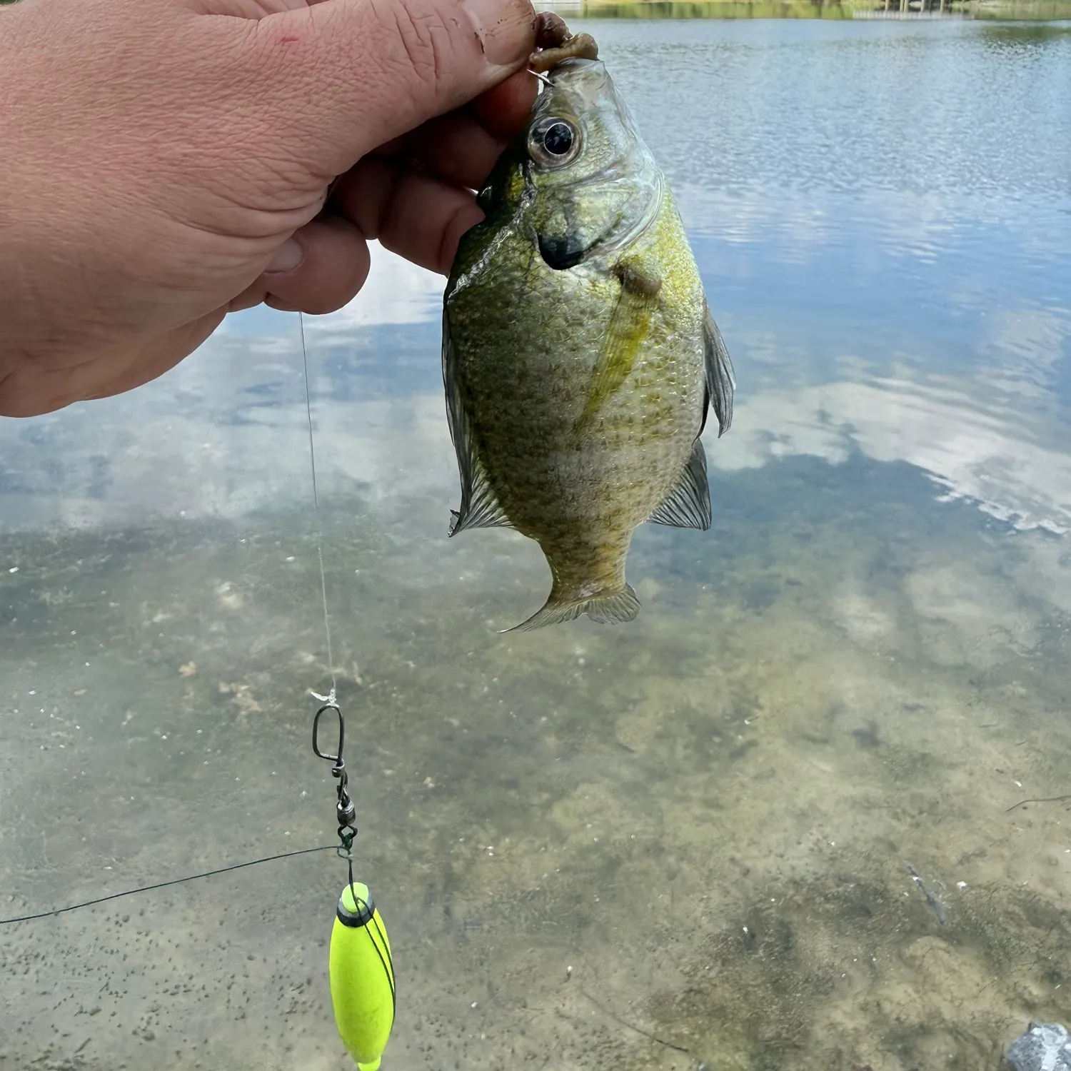 Bluegill caught on Fishbrain
