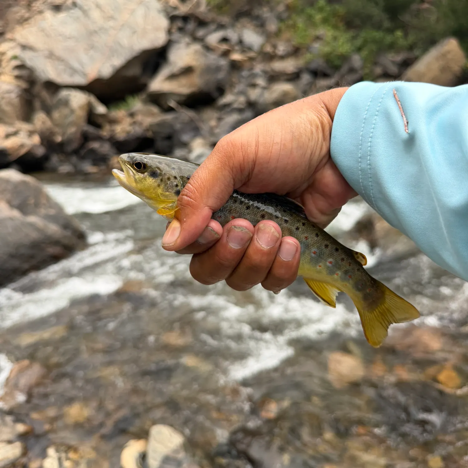 recently logged catches